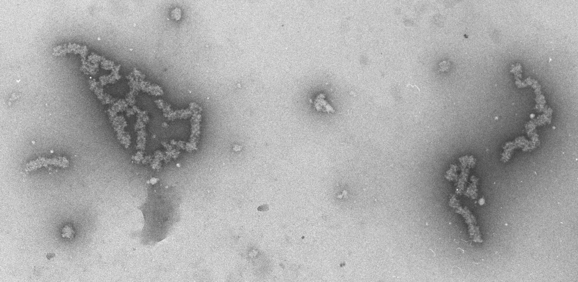 Necturus maculosus (Nucleate erythrocyte) - CIL:751