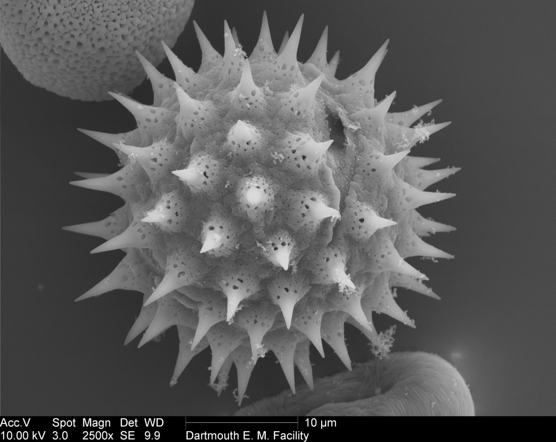 Helianthus annuus (Pollen wall) - CIL:40353