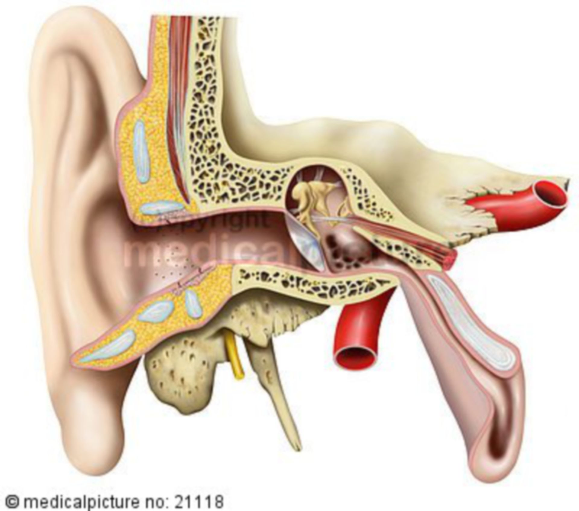 Outer and Middle Ear