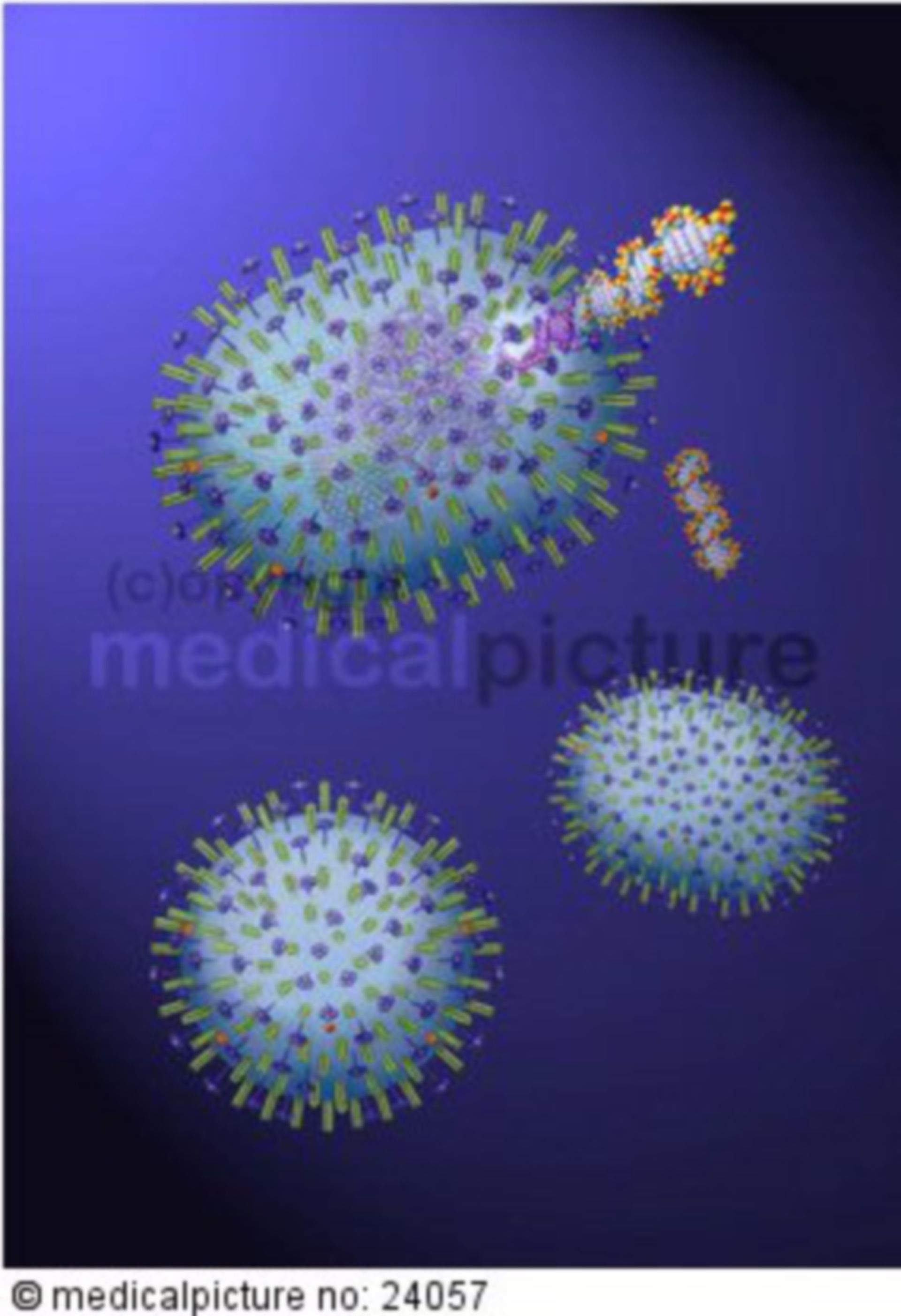  H5N1 Virus, Influenza-A, Vogelgrippe, avian influenza, bird flu 