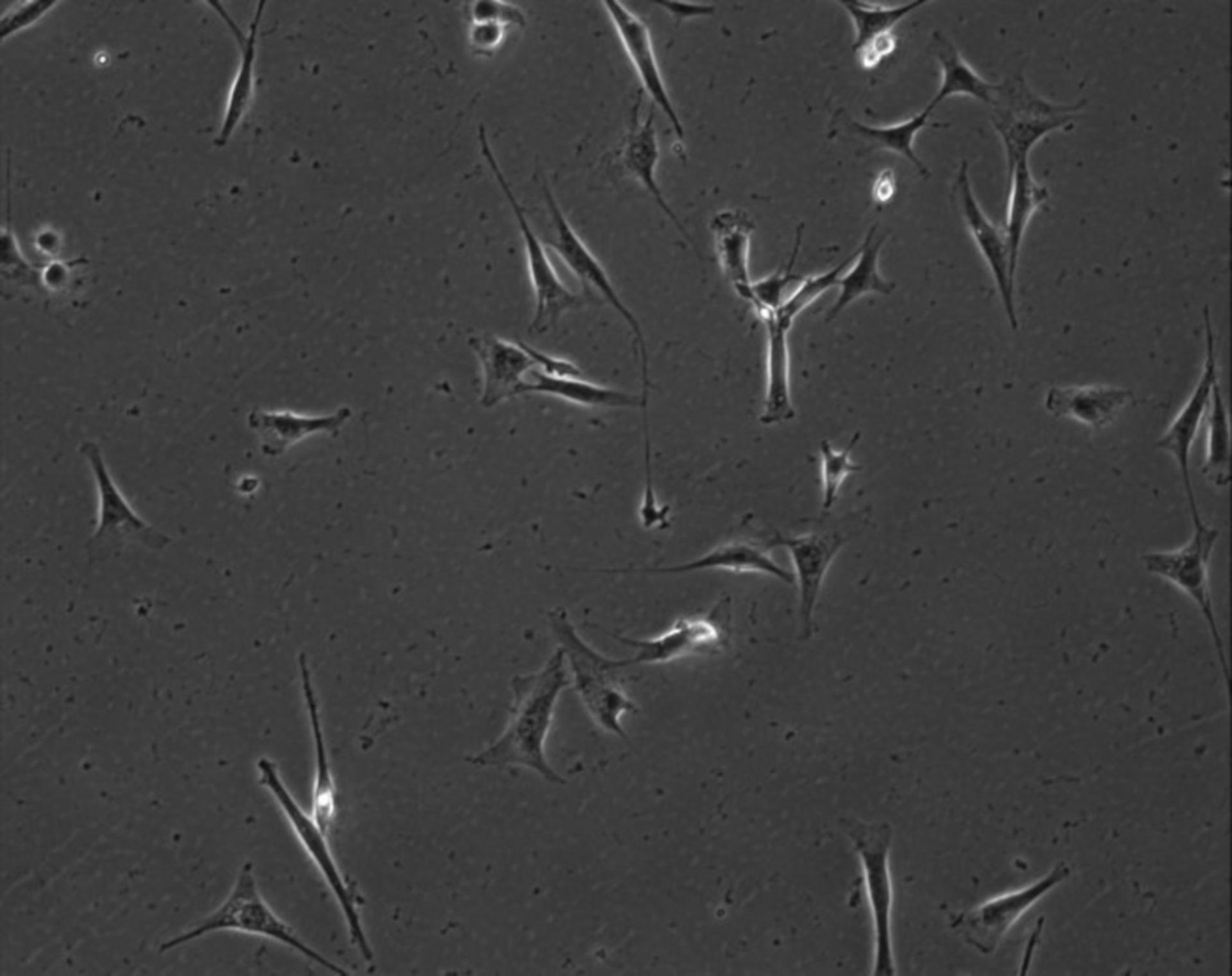 Mus musculus (Extracellular matrix part) - CIL:7864