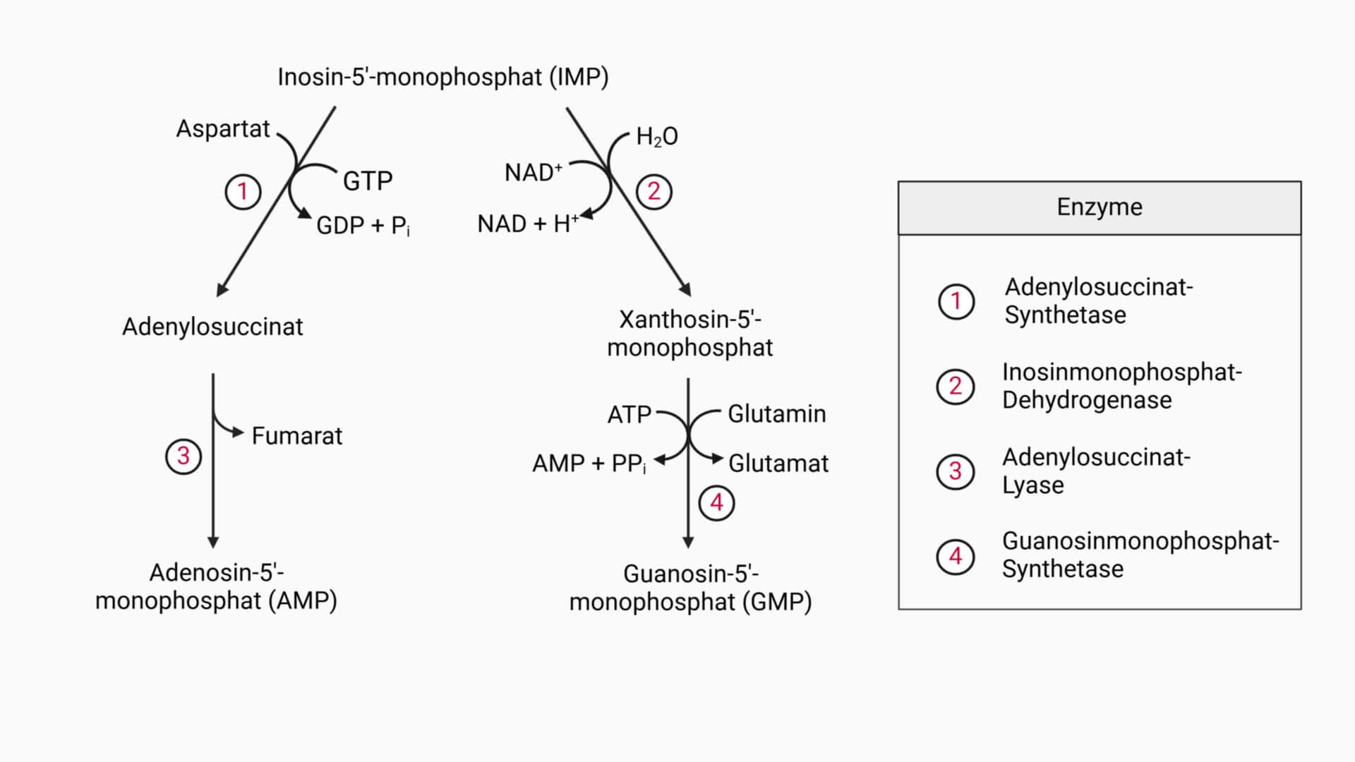 Biosynthese von AMP und GMP aus IMP