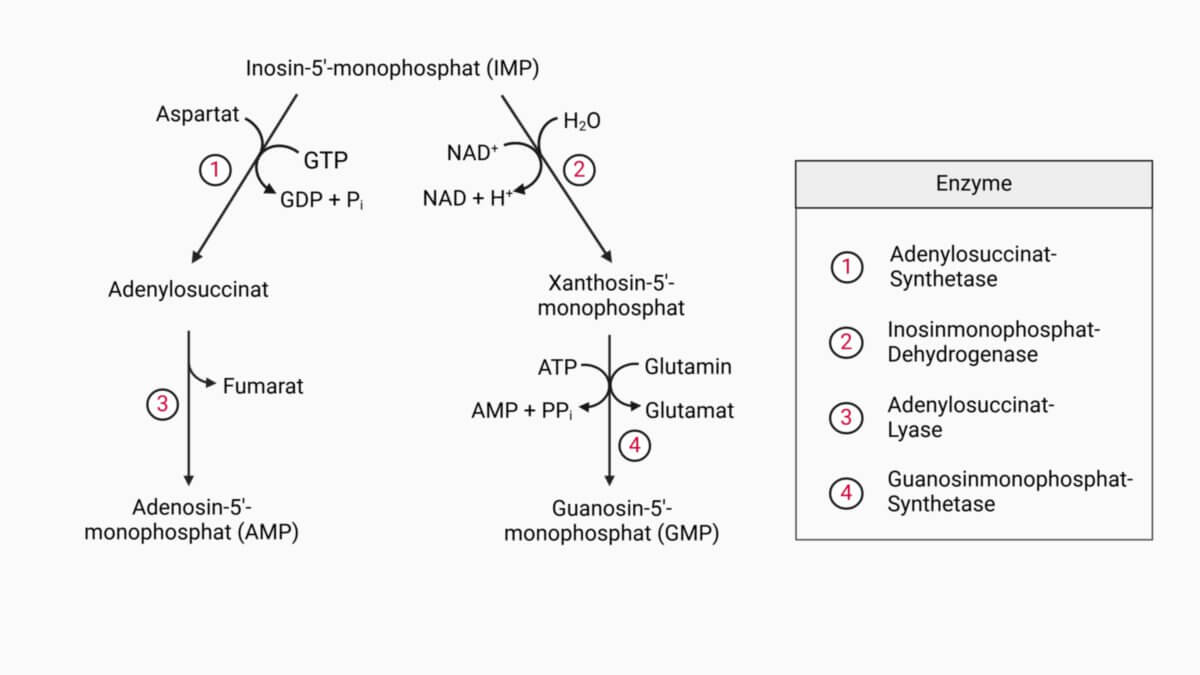 Biosynthese von AMP und GMP aus IMP
