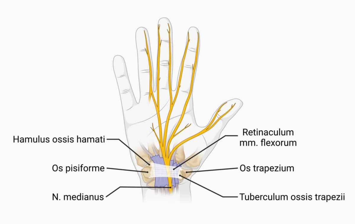 Recurrent Branch of Median Nerve