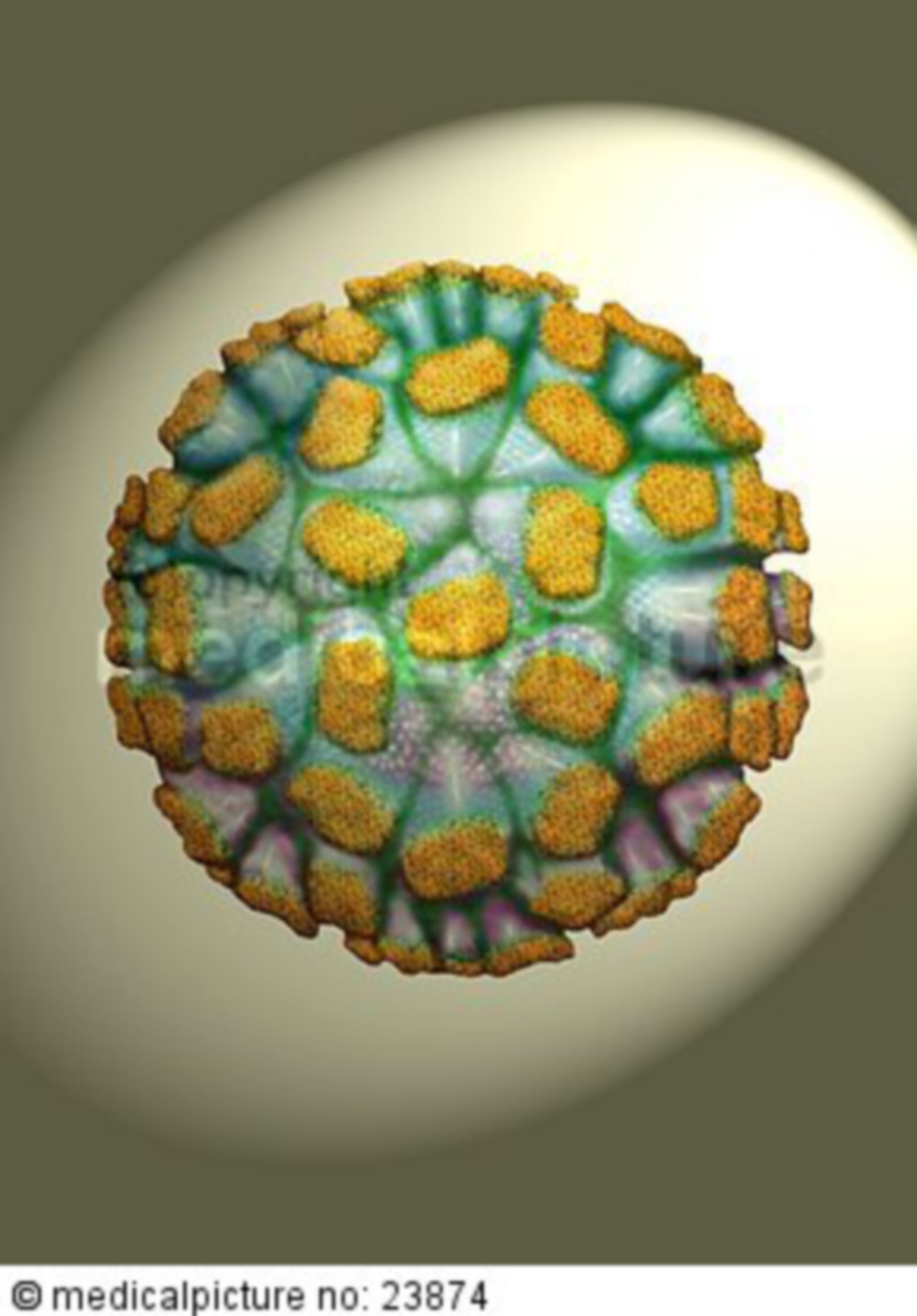  Norwalk Virus, Norovirus, Virenmodell 