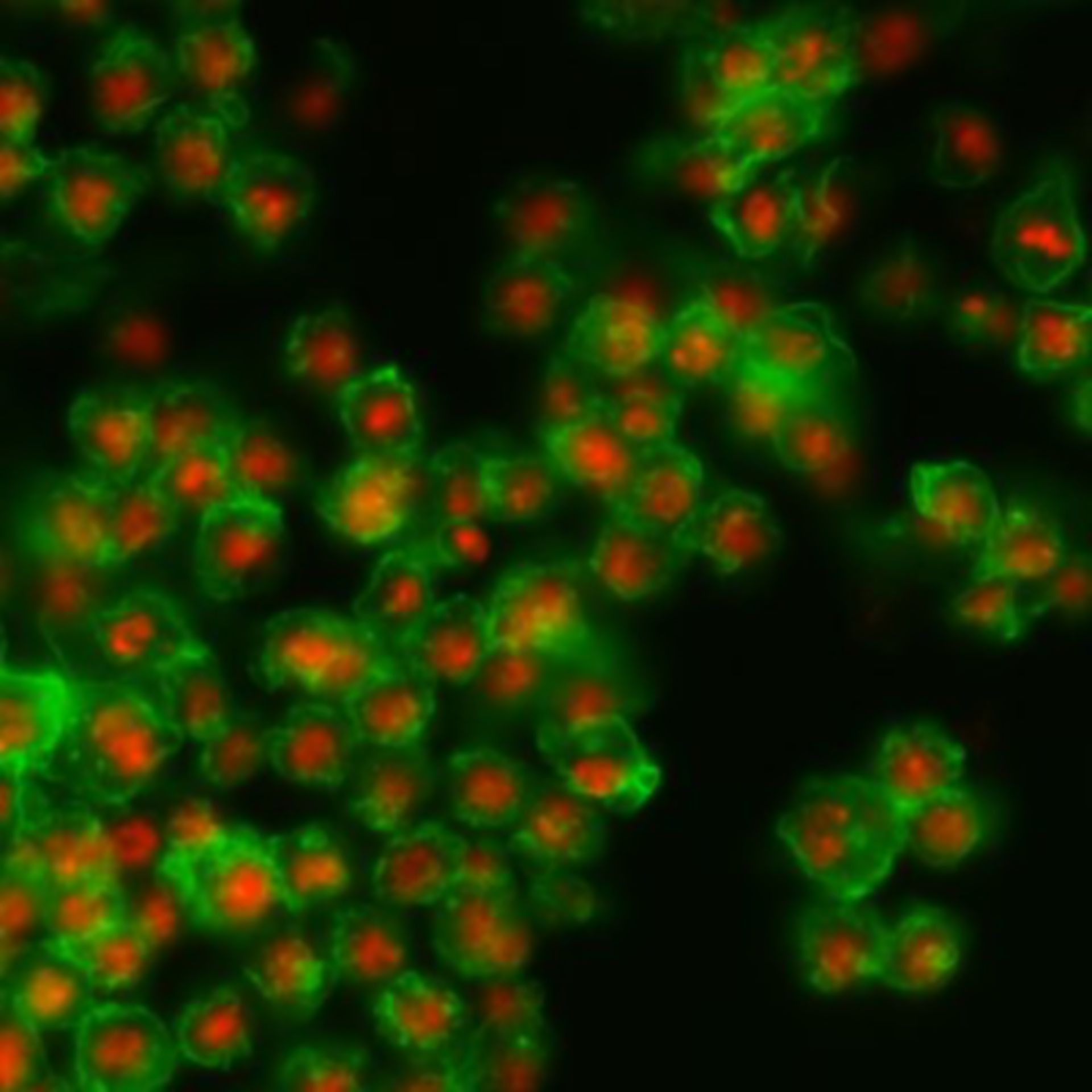 Drosophila melanogaster (Actin filament) - CIL:32141