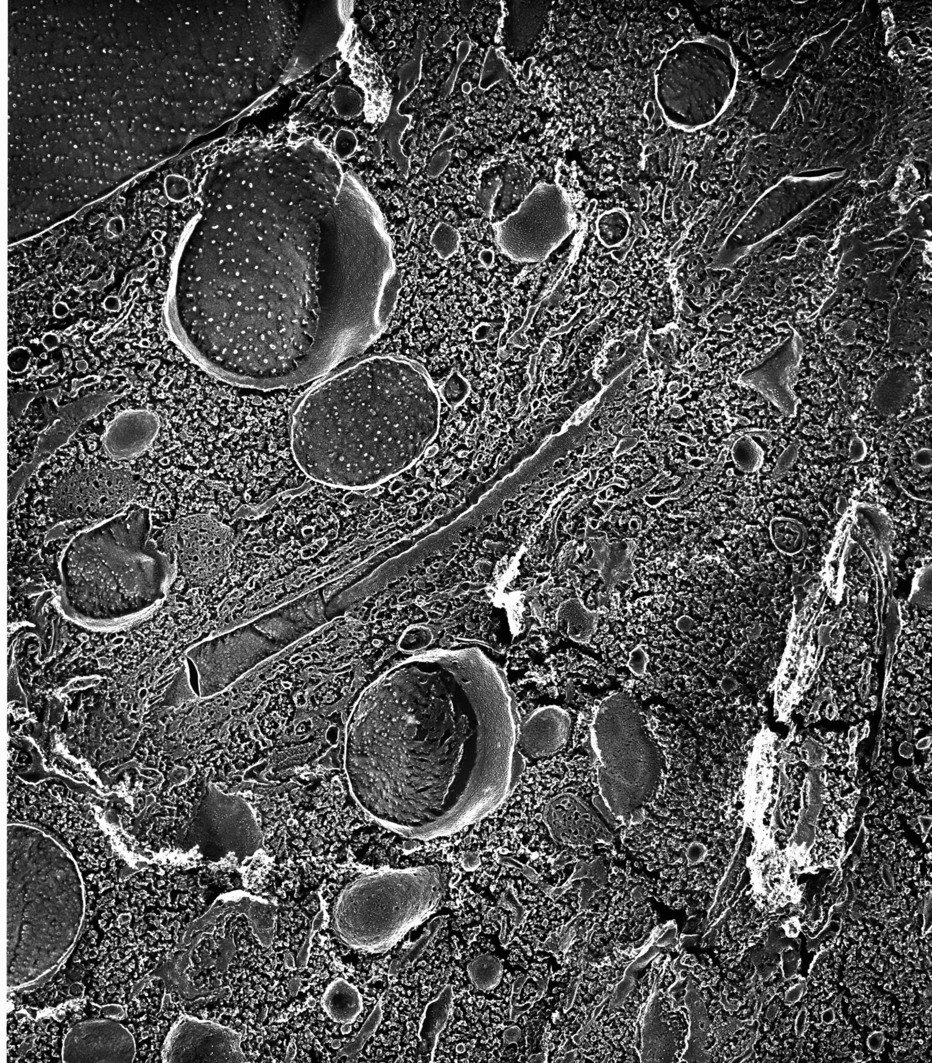 Paramecium multimicronucleatum (Integral to contractile vacuolar membrane) - CIL:13130