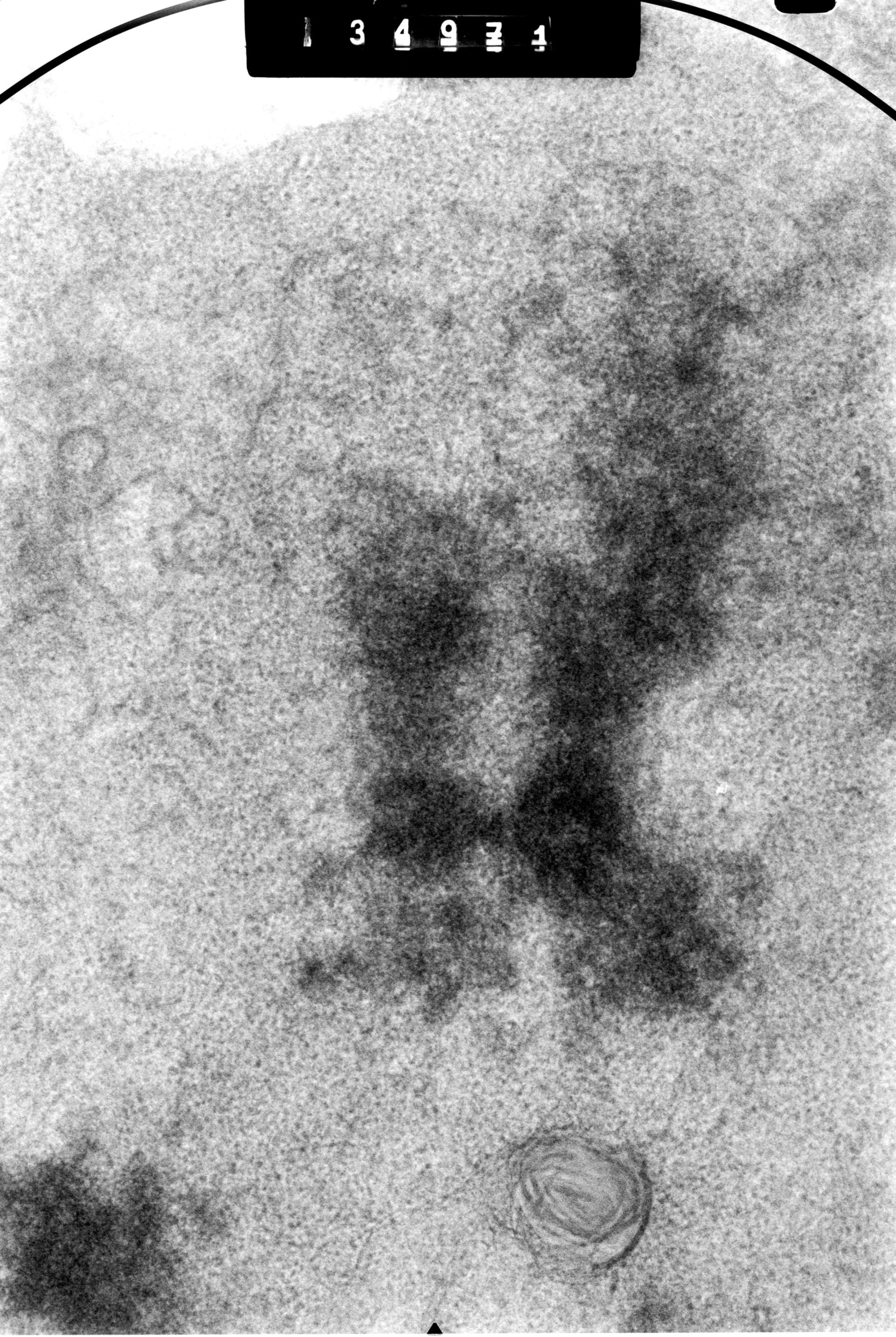 Cricetulus griseus (Nuclear chromosome) - CIL:41727