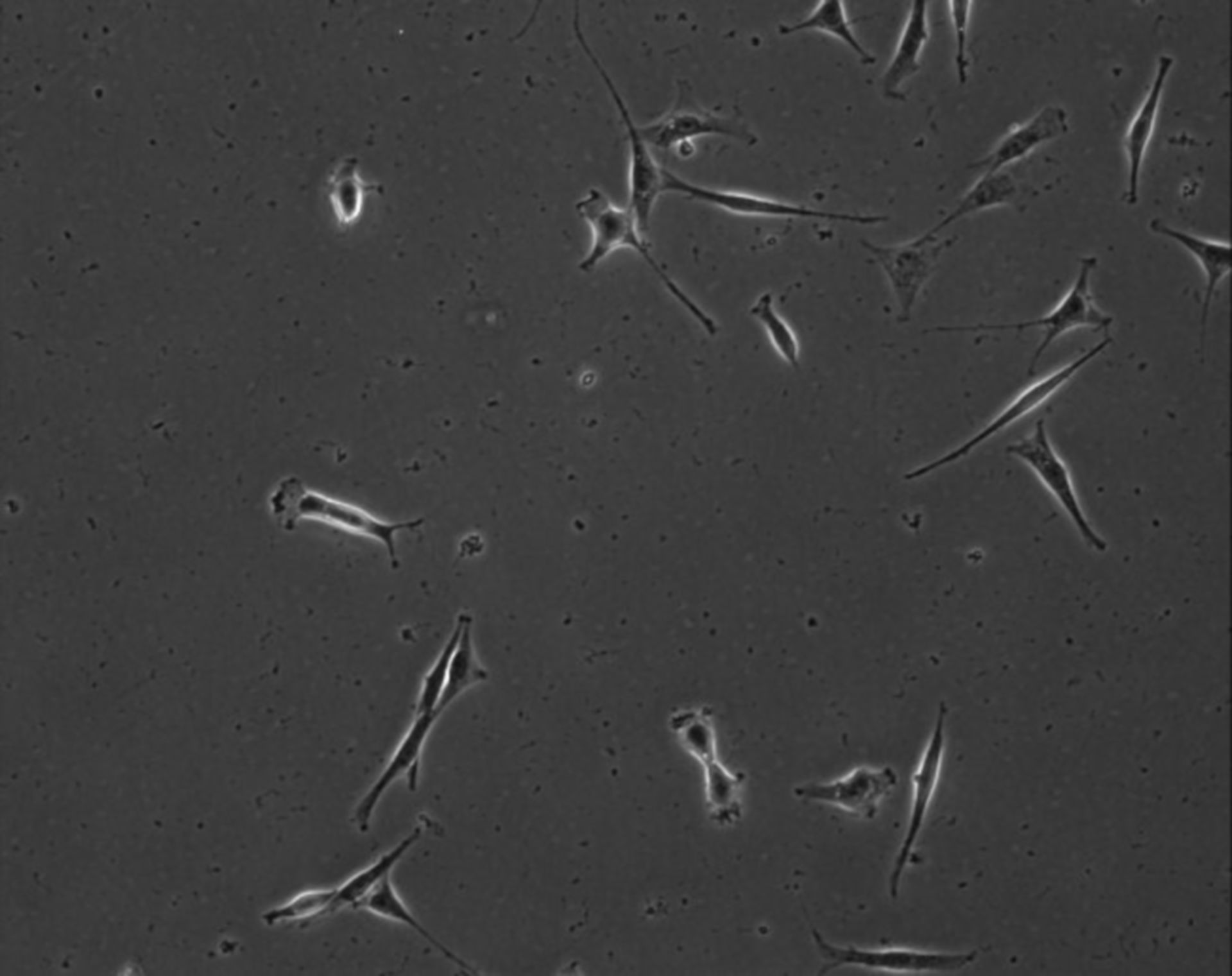 Mus musculus (Extracellular matrix part) - CIL:8874