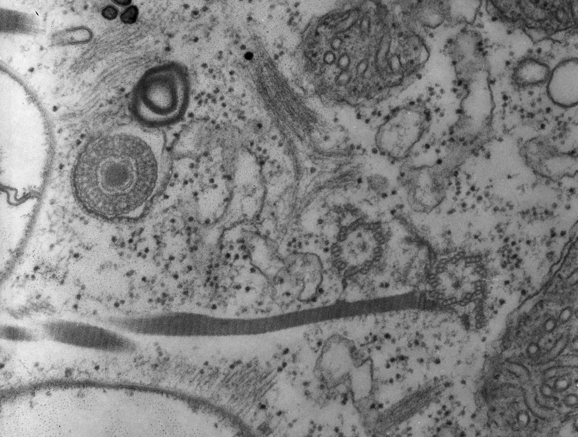 Paramecium multimicronucleatum (Microtubule) - CIL:12066