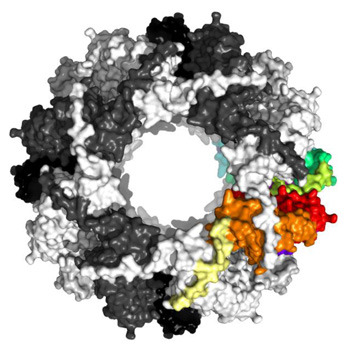 Struktur des kleinen Hitzeschock-Proteins Sip1 (Röntgenstrukturanalyse; Draufsicht). © Tilly Fleckenstein / TUM