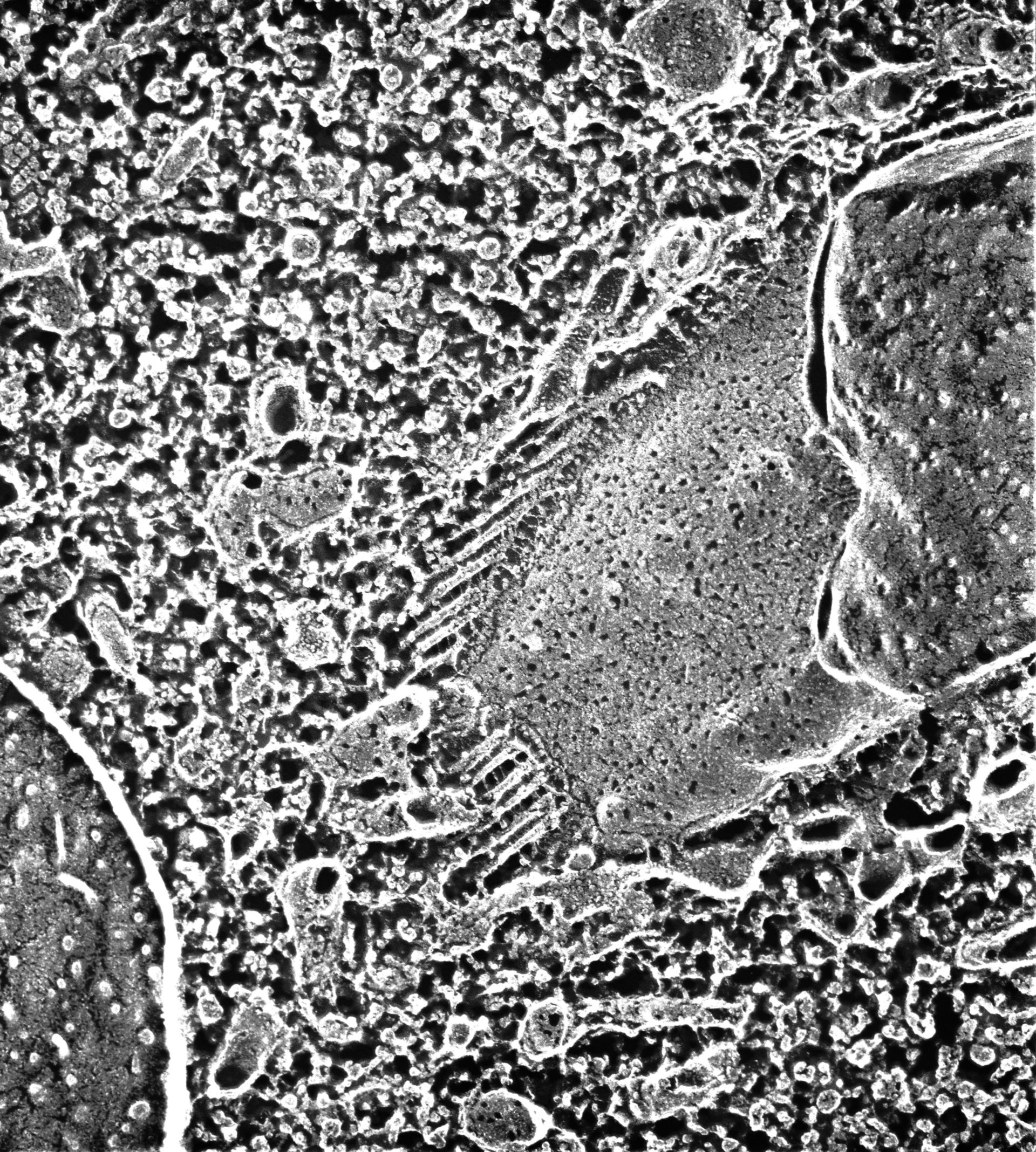Paramecium multimicronucleatum (Contractile vacuolar membrane) - CIL:13126