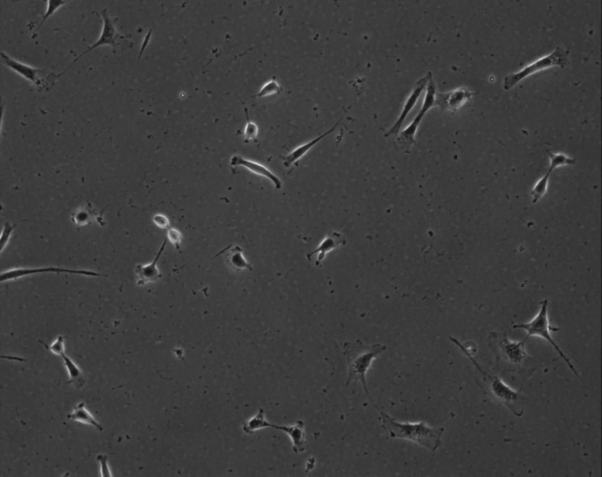 Mus musculus (Extracellular matrix part) - CIL:8846