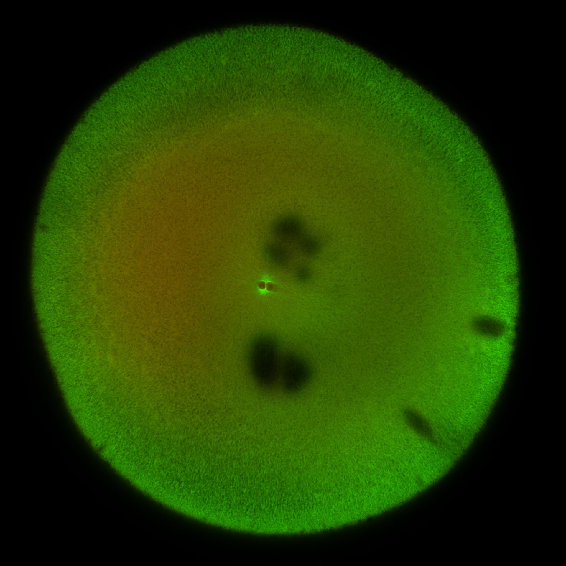 Xenopus laevis (DNA) - CIL:36519