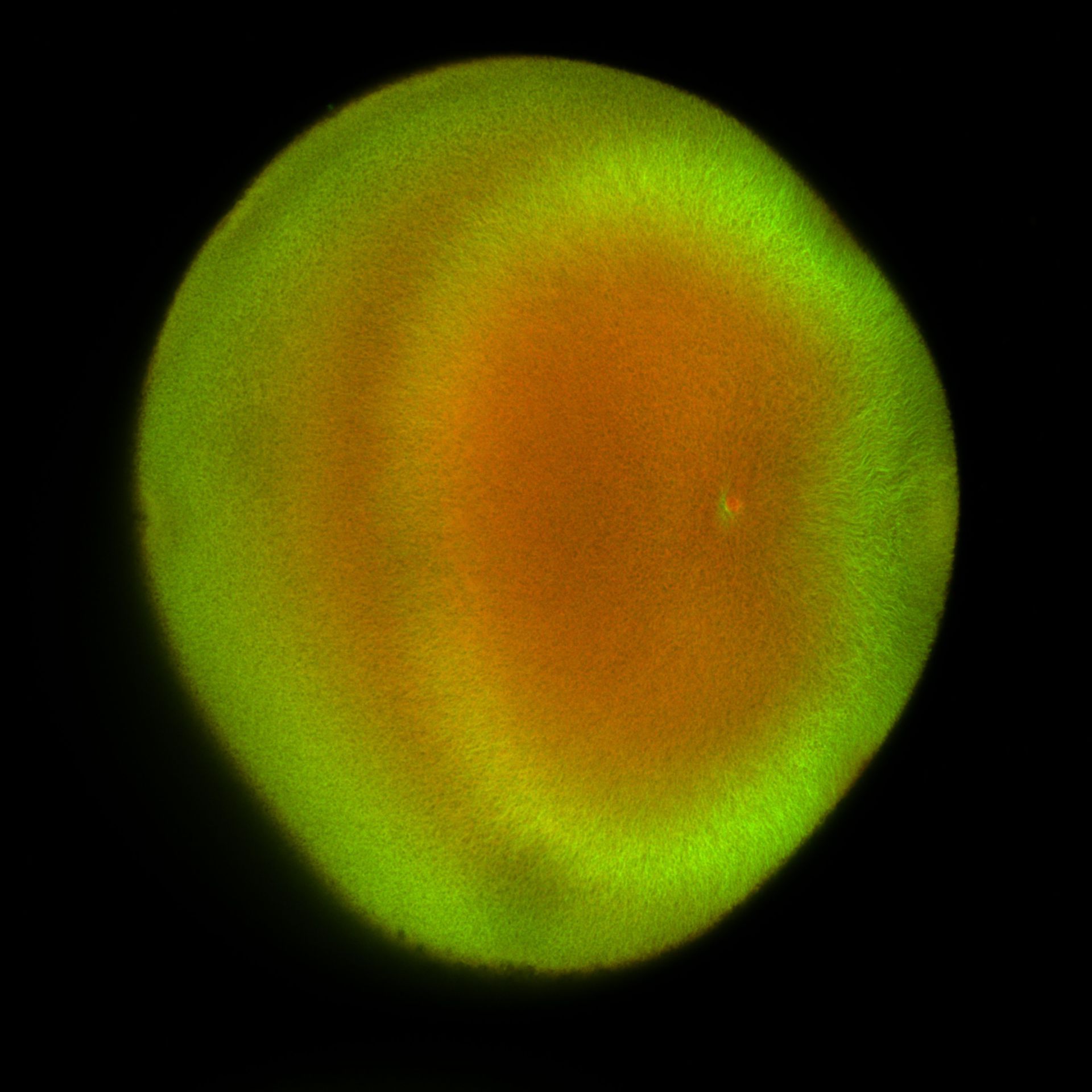 Xenopus laevis (DNA) - CIL:36473
