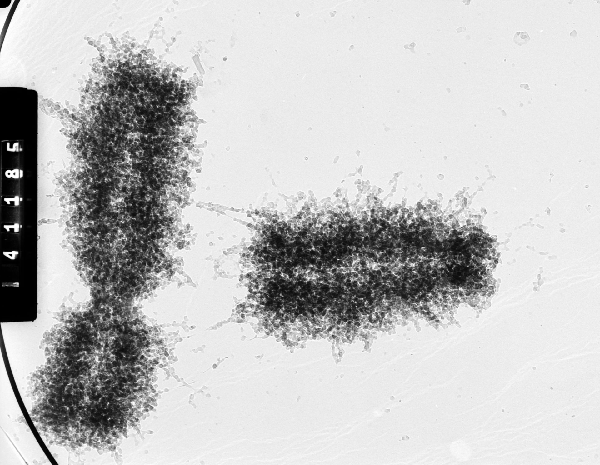 Homo sapiens (Chromatin) - CIL:35378