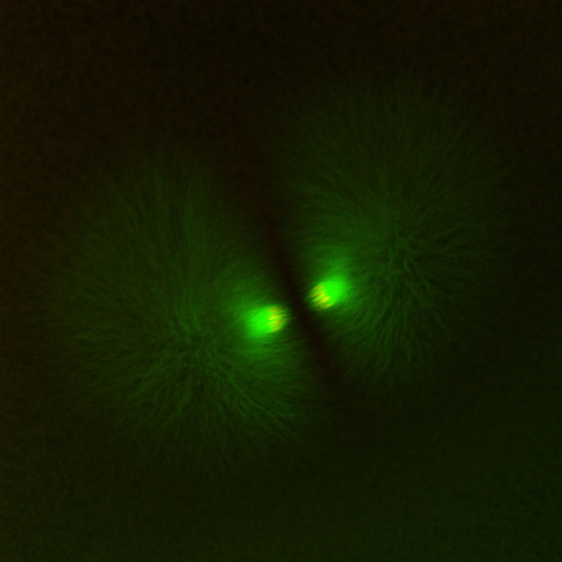 Xenopus laevis (DNA) - CIL:36558