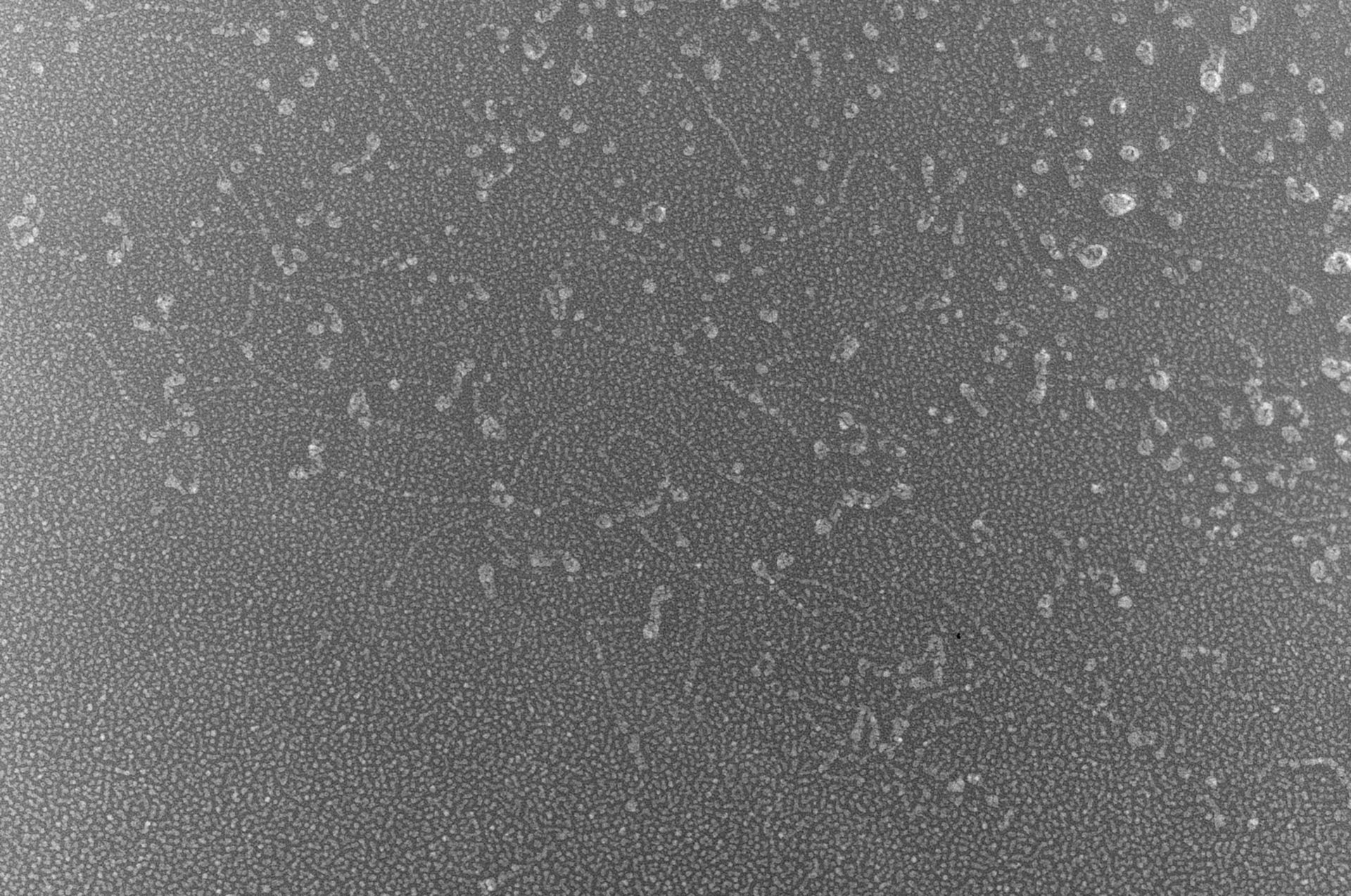 Oryctolagus cuniculus (Skeletal muscle cell) - CIL:4654