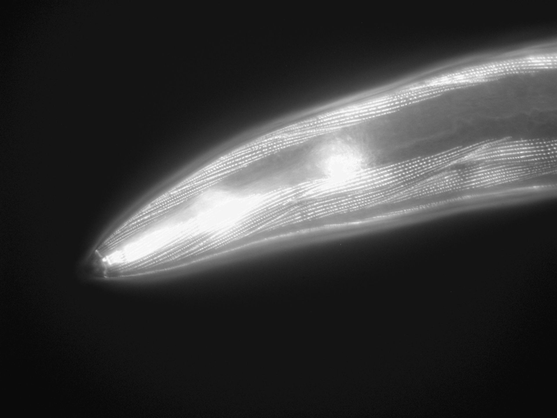 Caenorhabditis elegans (Actin filament) - CIL:1055