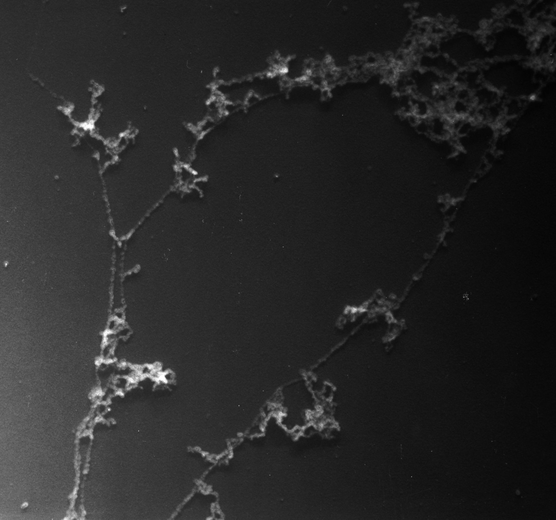 Gallus gallus (Nuclear chromatin) - CIL:10427