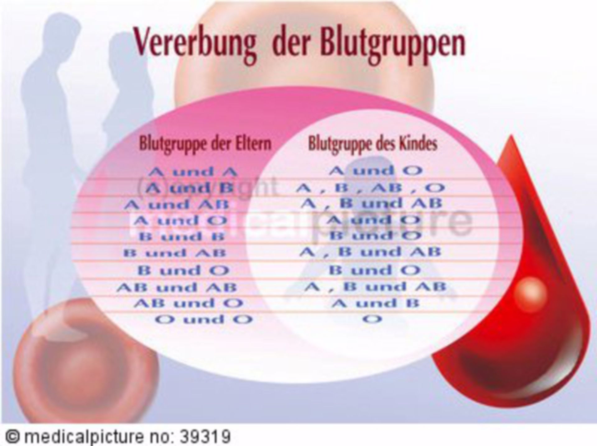  Blutgruppentypen, Vererbung, blood types,  hereditary 
