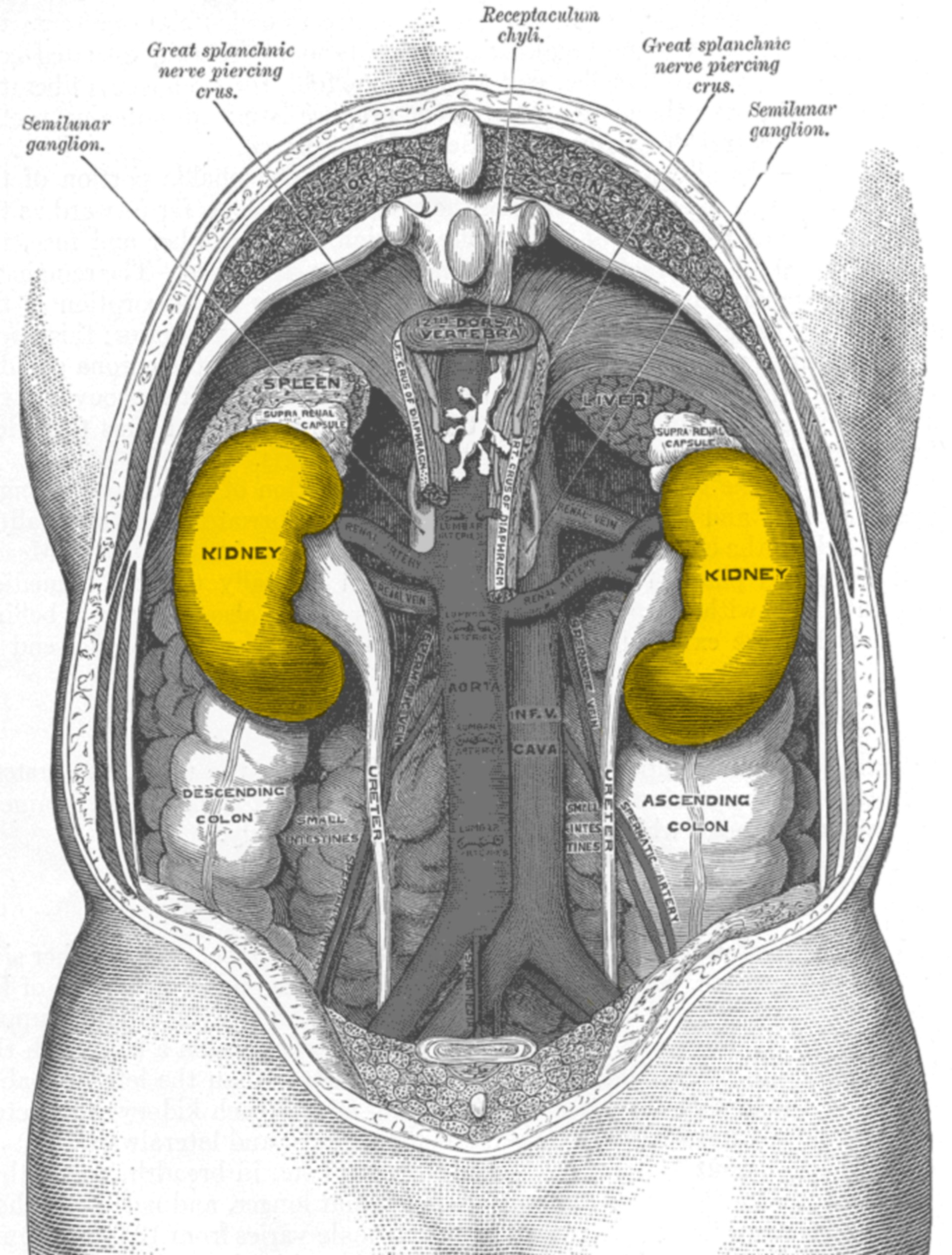 Lage der Nieren, gesehen von hinten
