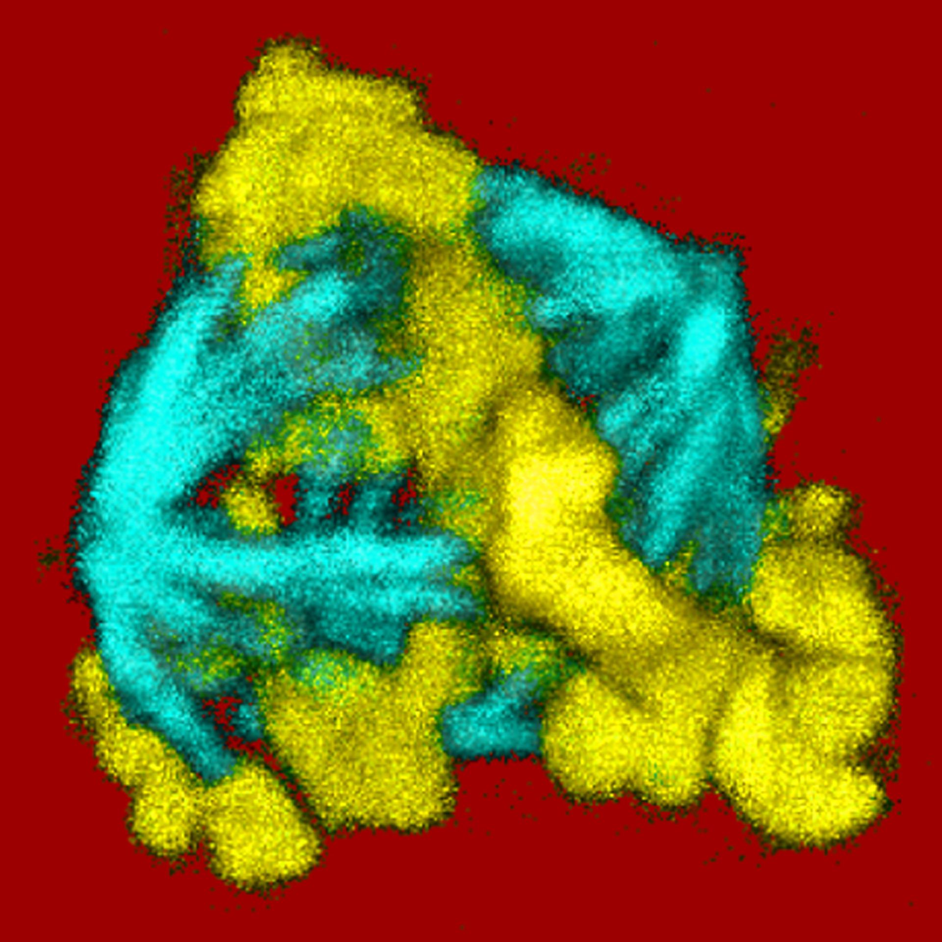 Homo sapiens (Spindle microtubule) - CIL:34598