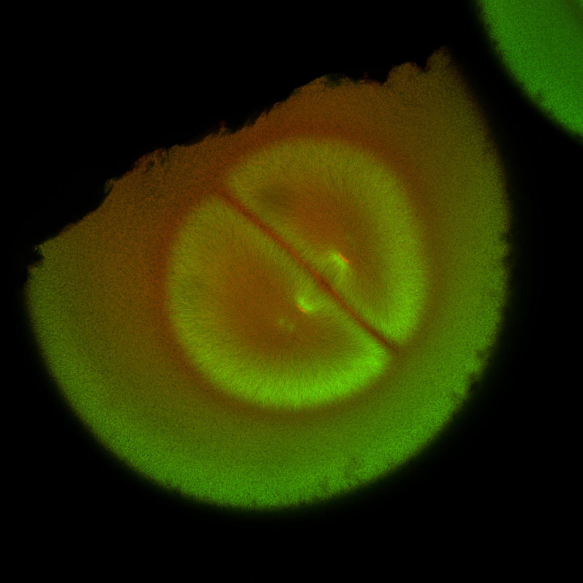 Xenopus laevis (DNA) - CIL:36578