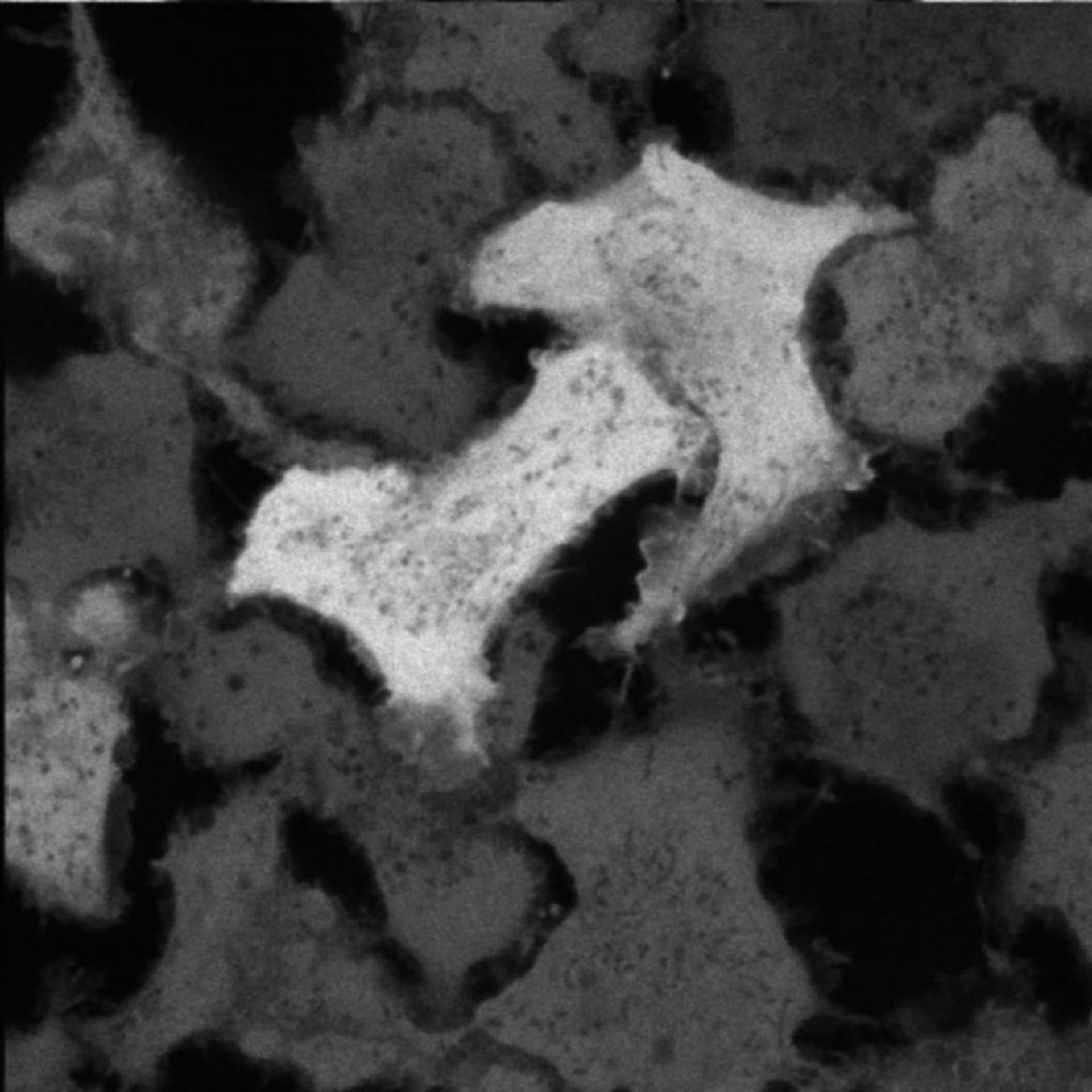 Rattus rattus (Cytosol) - CIL:35166