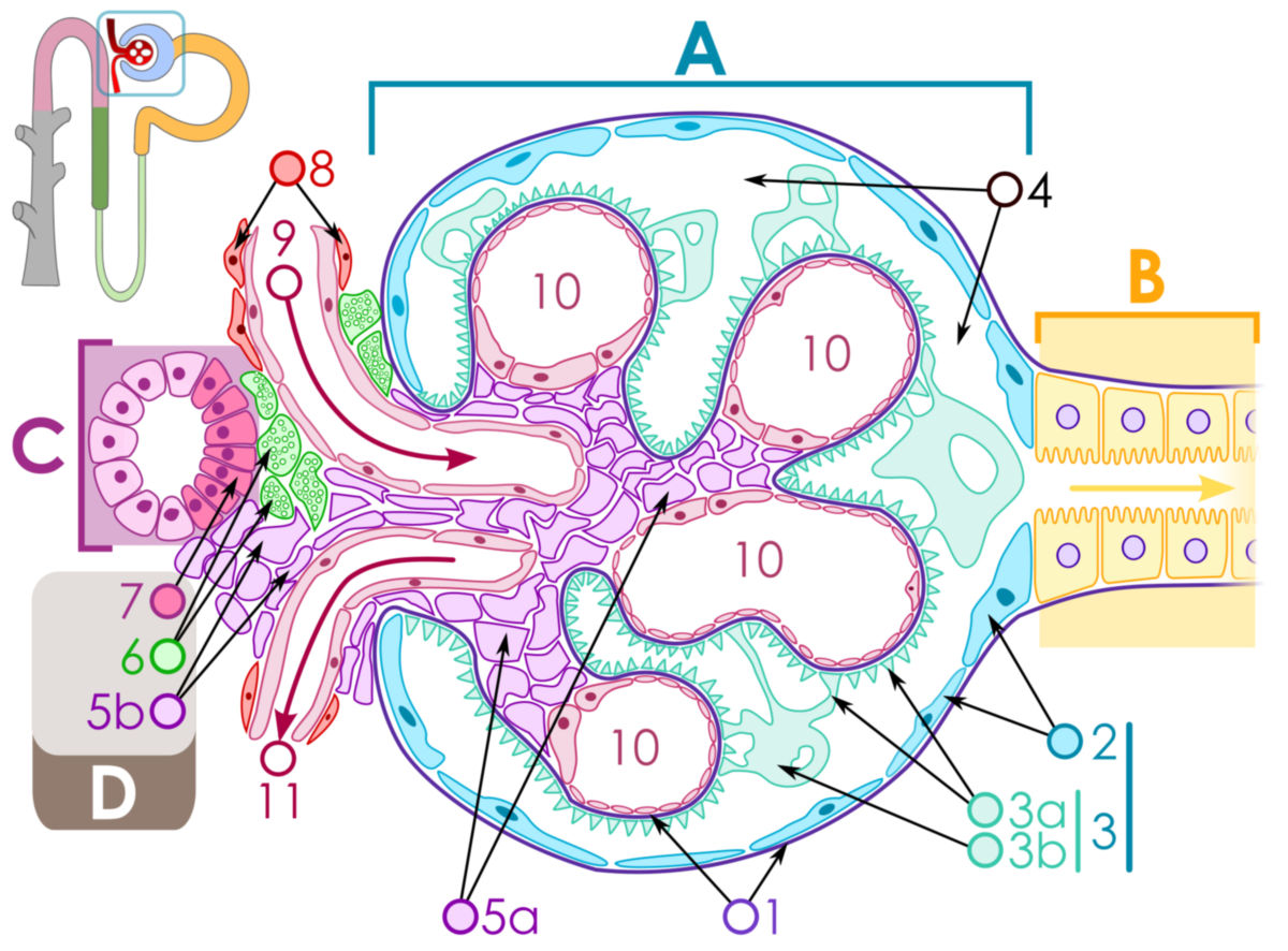 Aufbau des Nierenkörperchens (Schema)