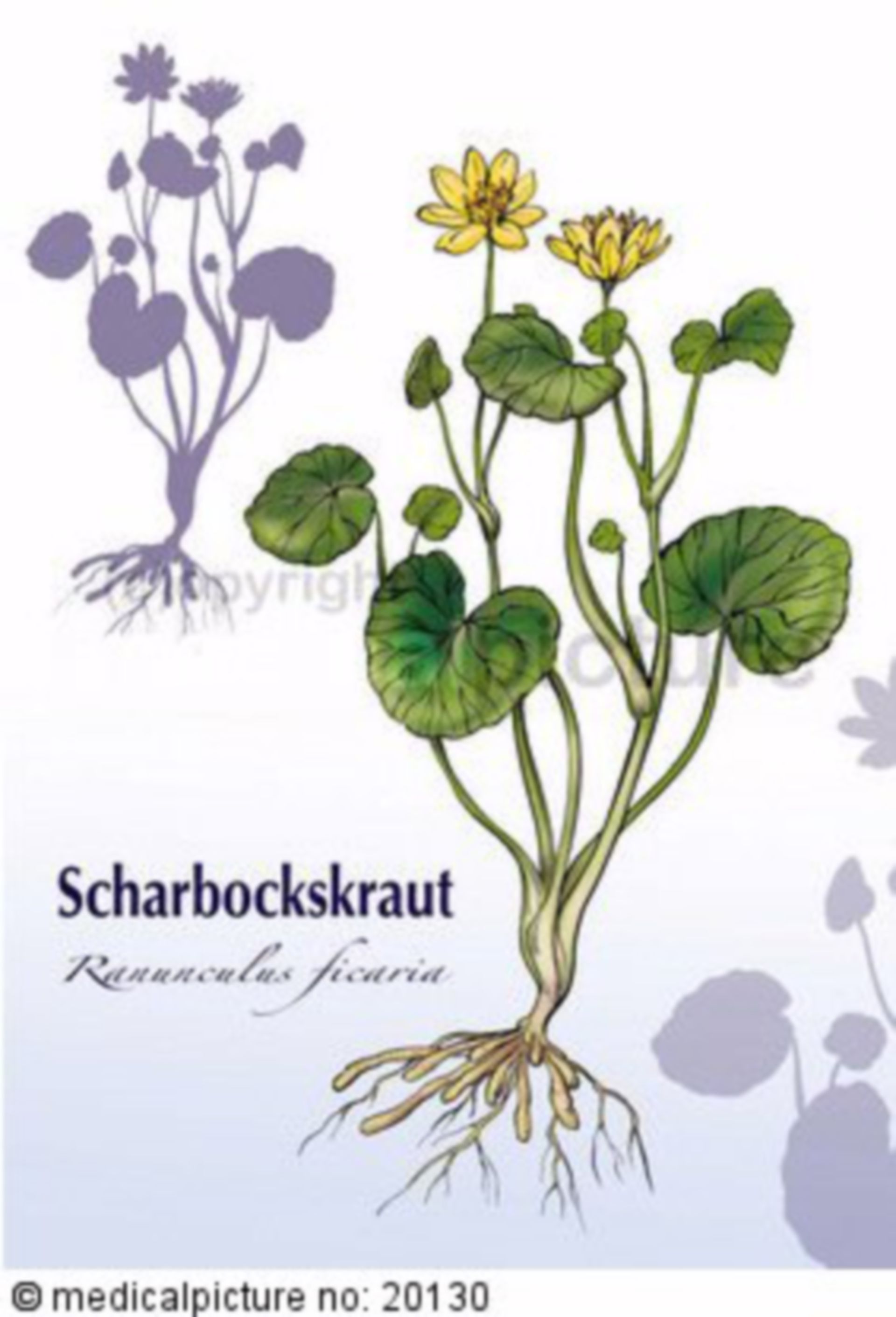  Scharbockskraut, Ranunculus ficaria 
