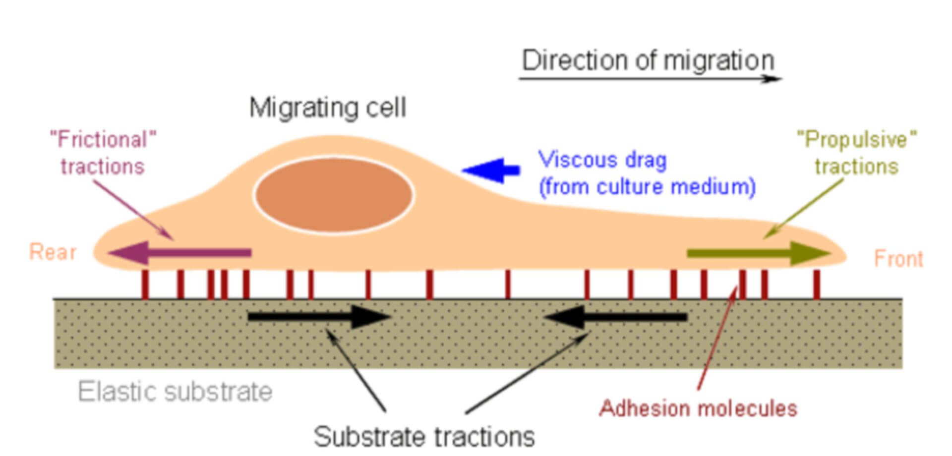 Cell Migration Assay