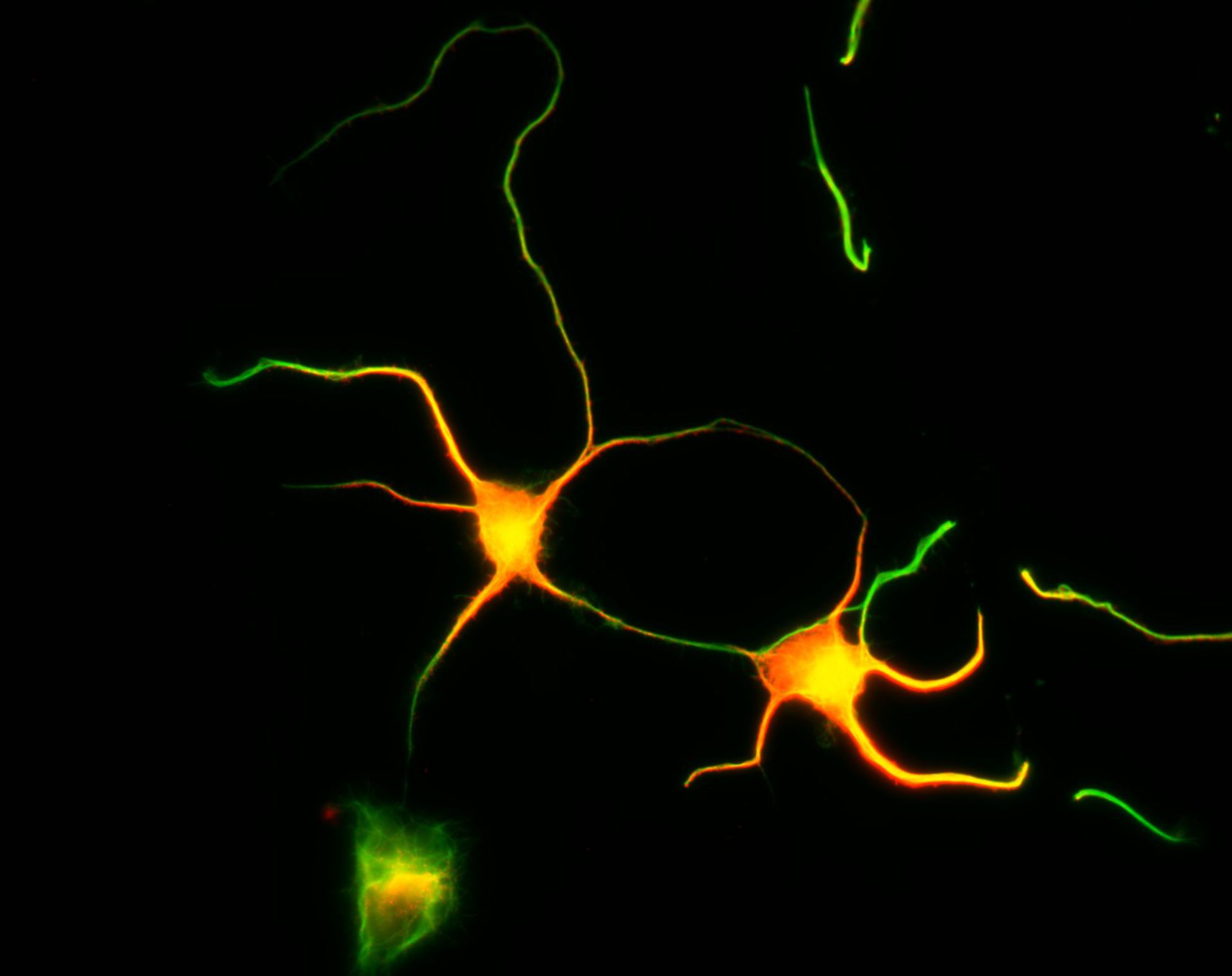 Rattus (Dendrite) - CIL:8479