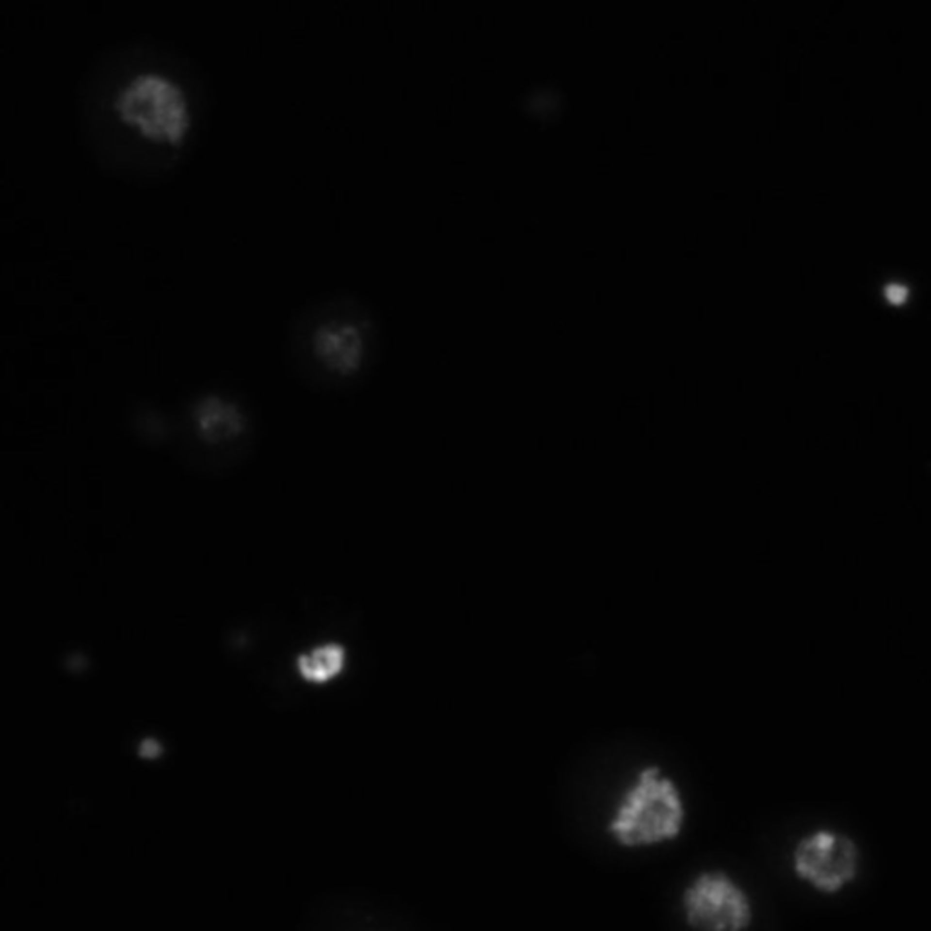 Drosophila melanogaster (DNA) - CIL:21743