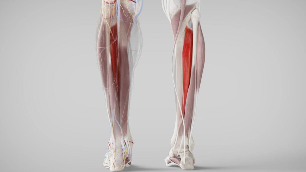 Musculus tibialis posterior