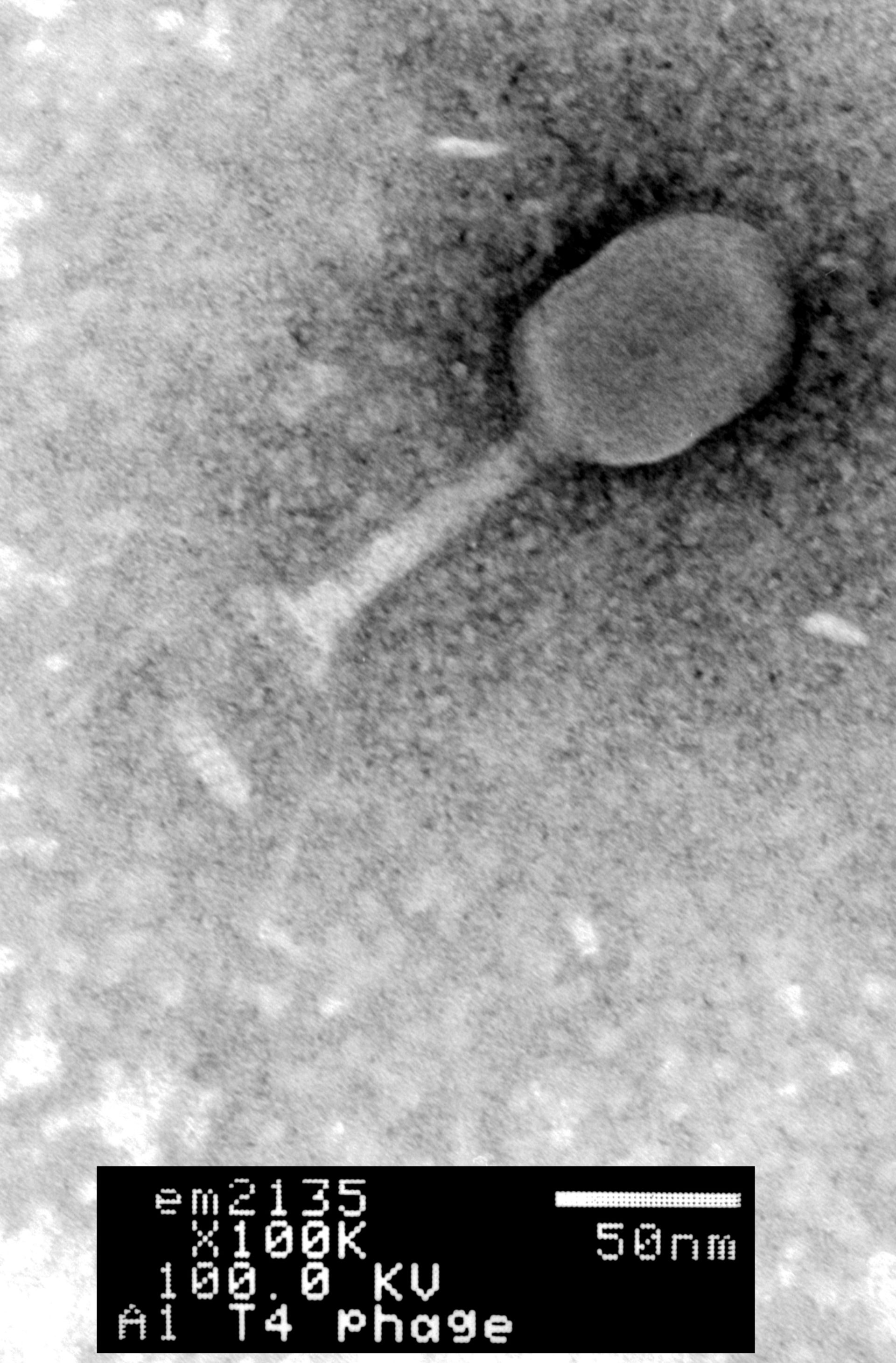 Enterobacteria phage T4 (Phage tail fibers) - CIL:41130