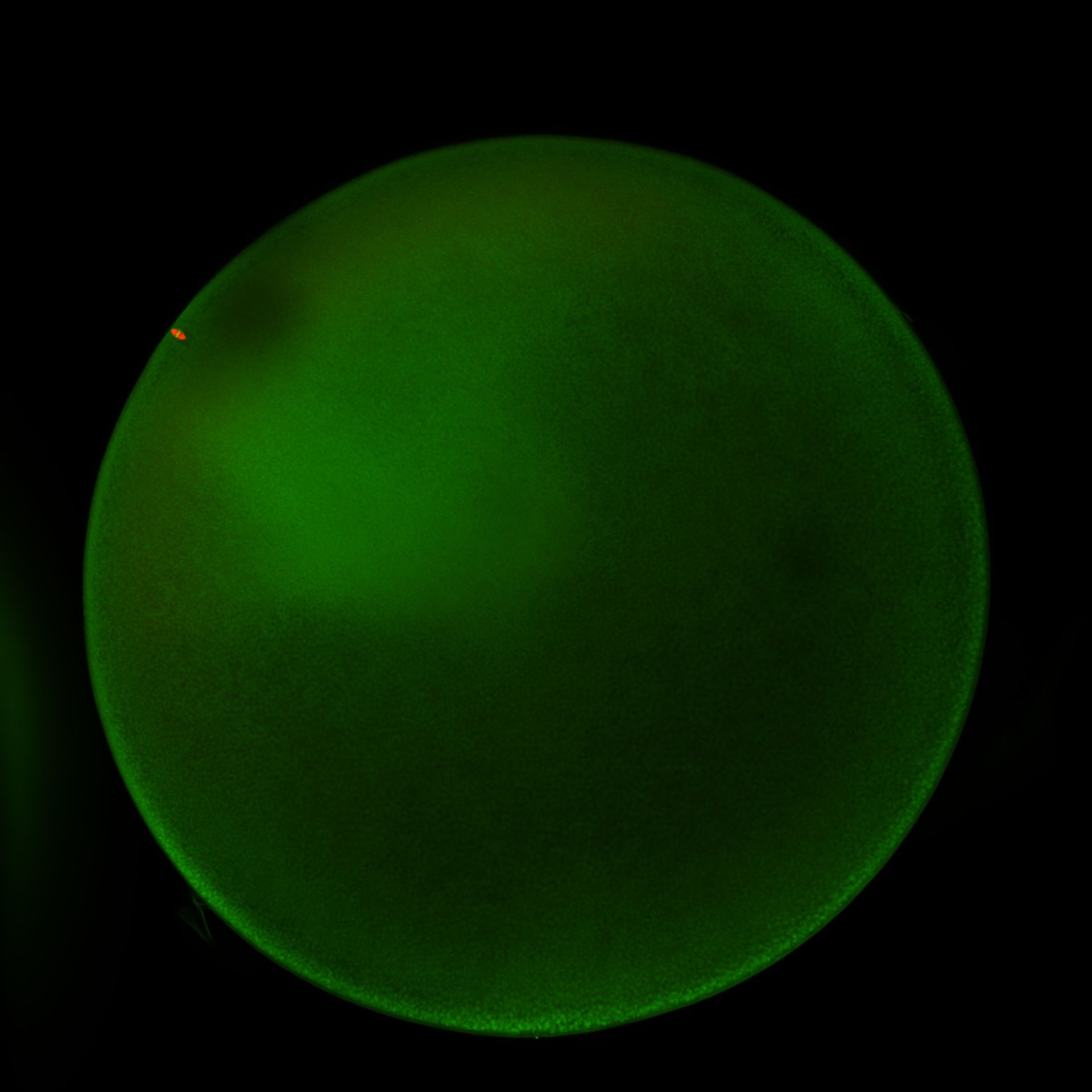 Xenopus laevis (Condensed chromosome) - CIL:9686