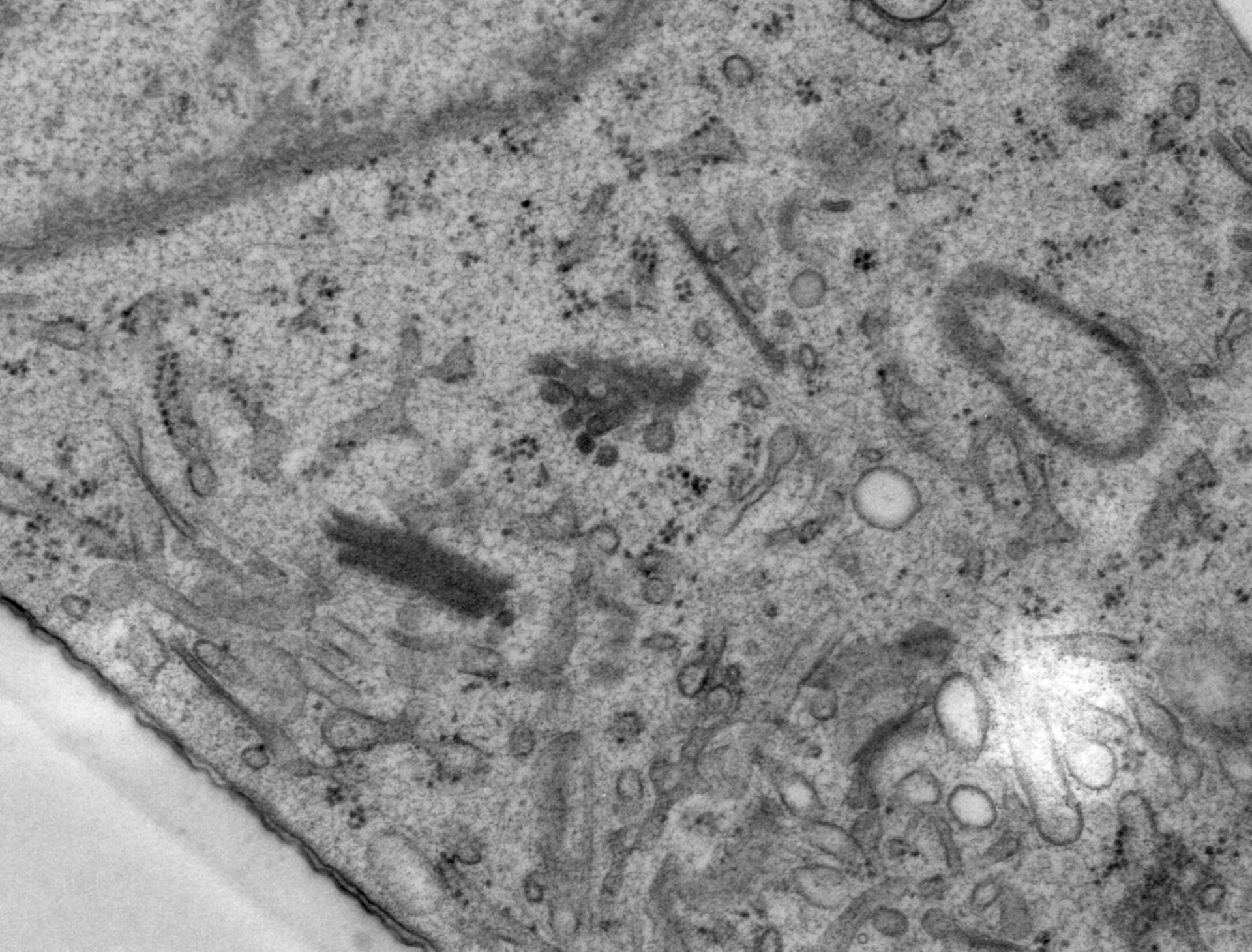 Rattus norvegicus (Golgi cisterna) - CIL:24515