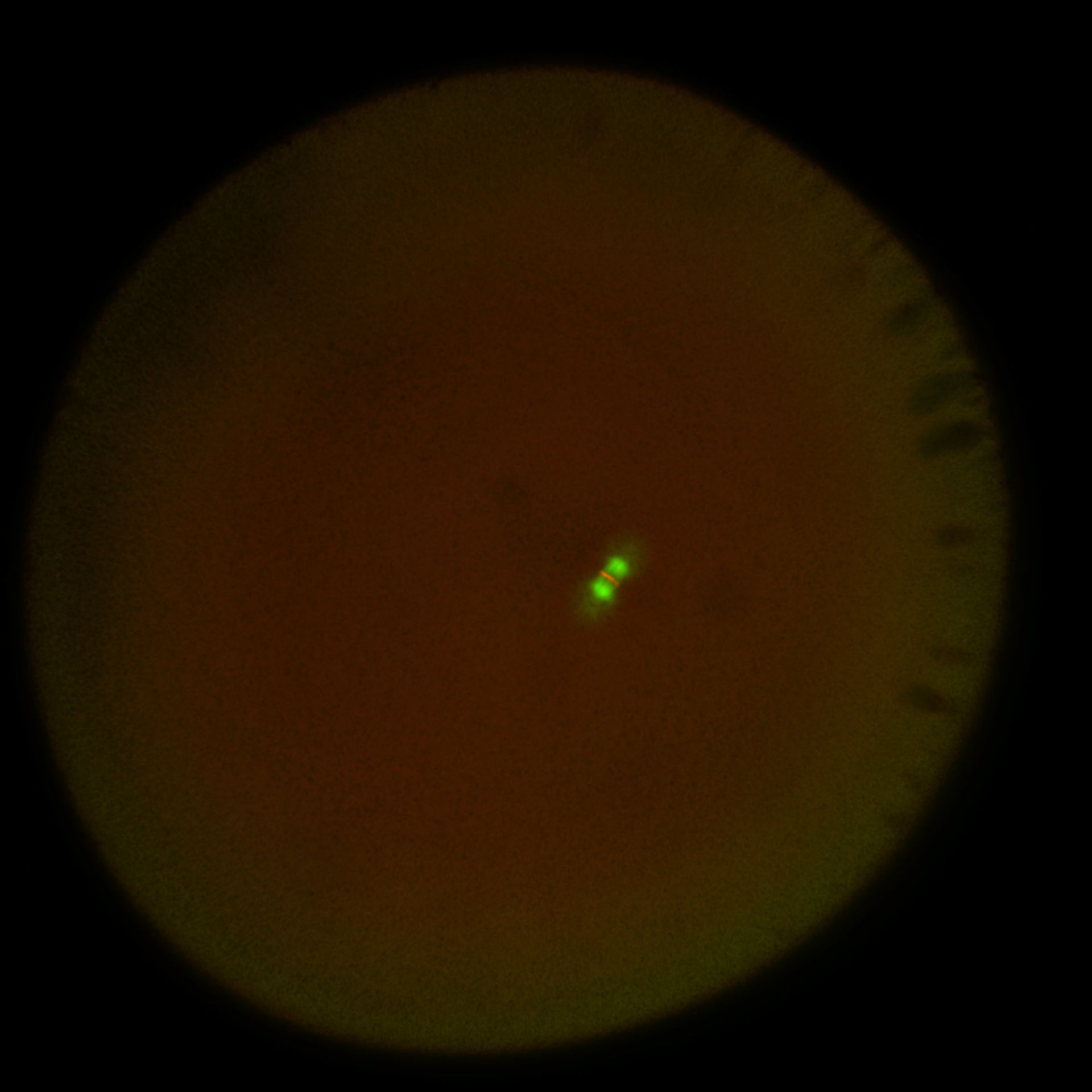 Xenopus laevis (DNA) - CIL:36562