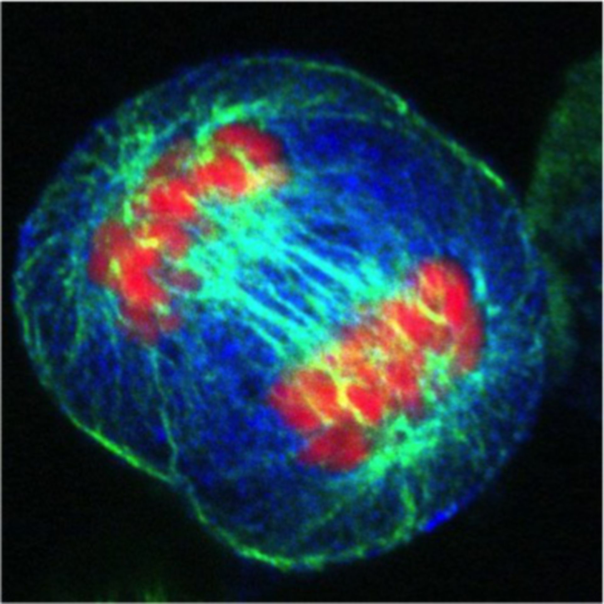 HeLa-Zellen in der Anaphase