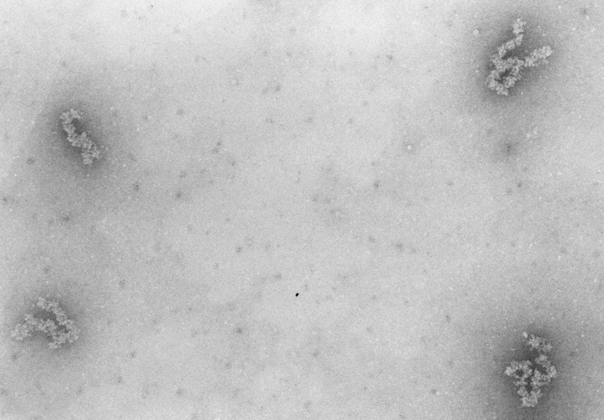 Necturus maculosus (Nucleate erythrocyte) - CIL:698