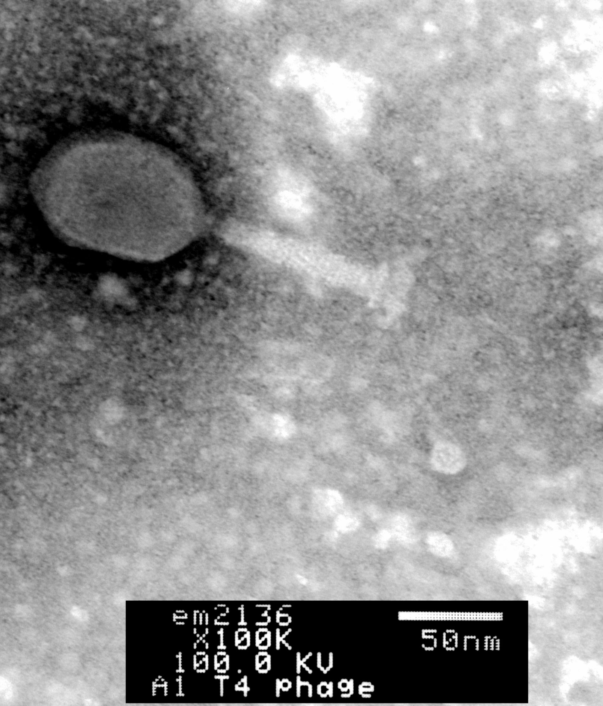 Enterobacteria phage T4 (Phage tail fibers) - CIL:41129
