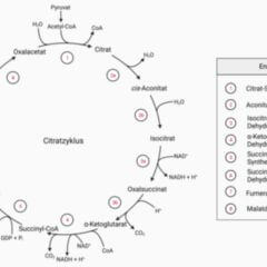 Chemische Gleichung des Krebszyklus