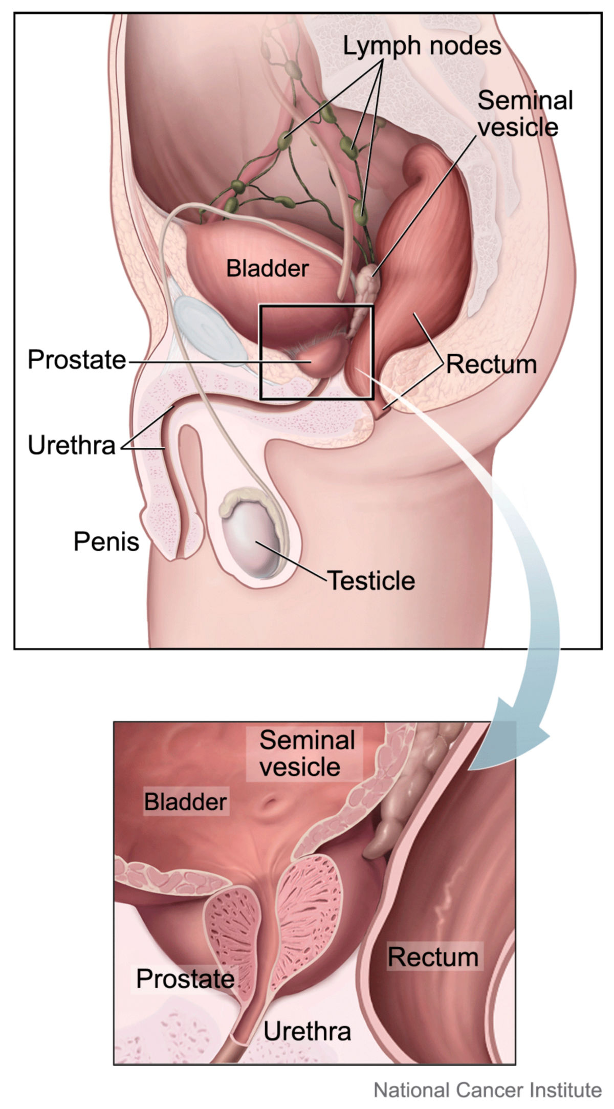 Anatomie: Prostata und benachbarte Organe (Illustration)