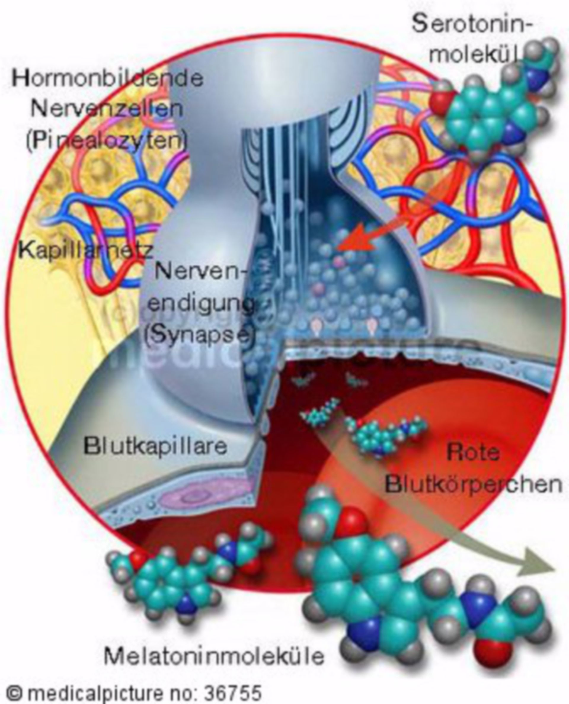 Synapse with serotonin and melatonin