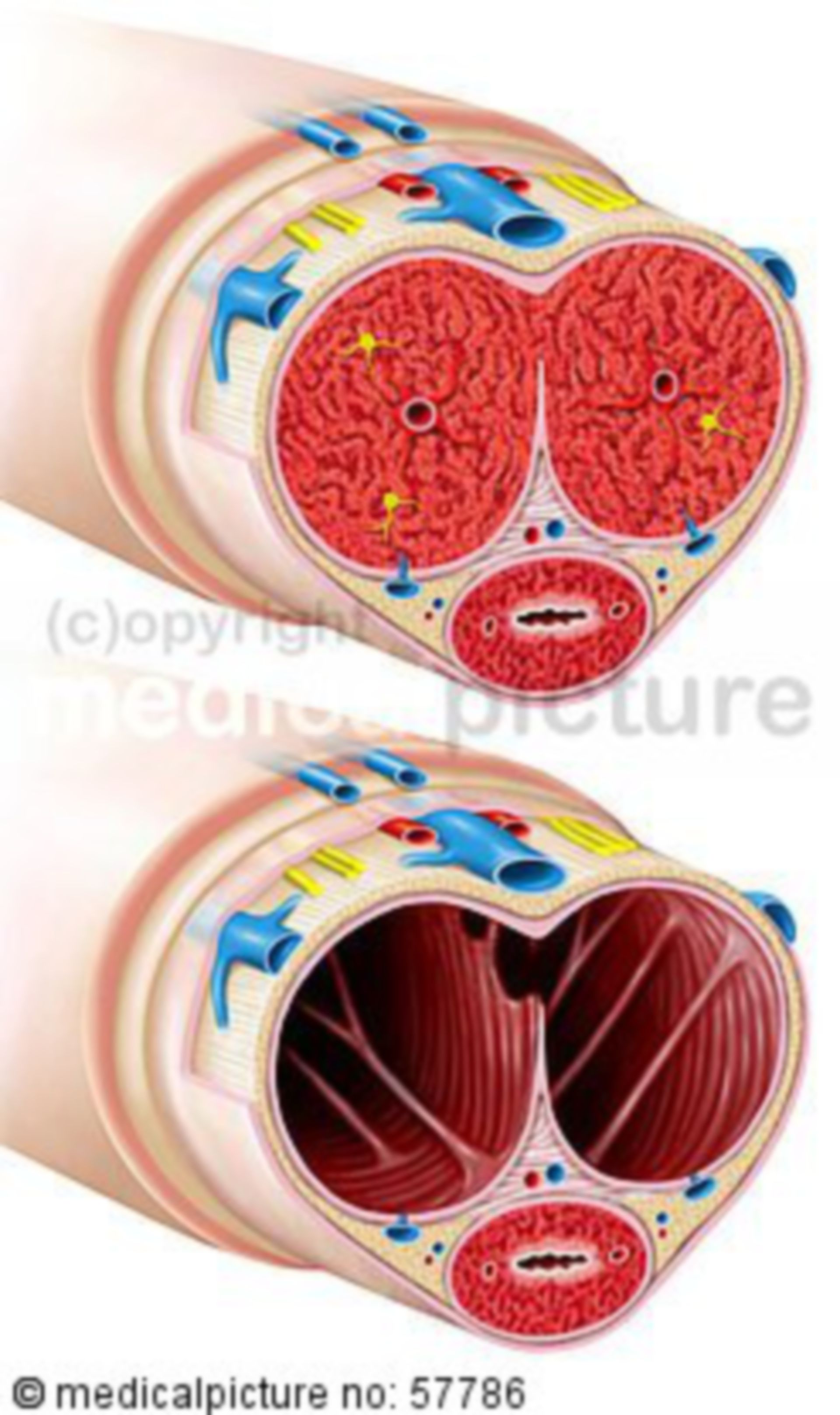 Anatomische illustrationen - Querschnitt durch Penis