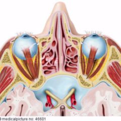 Chiasma opticum DocCheck Flexikon