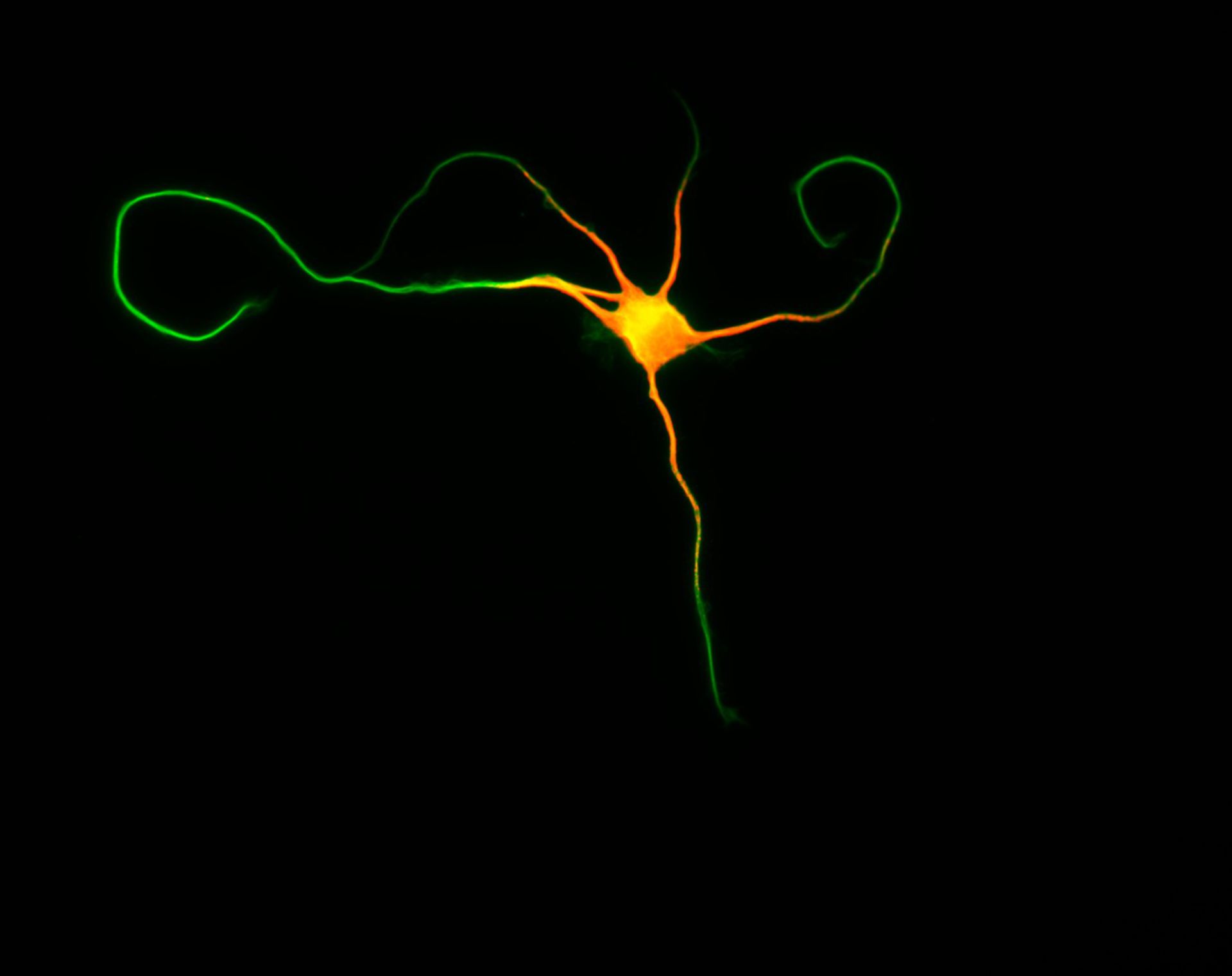 Rattus (Dendrite) - CIL:8468