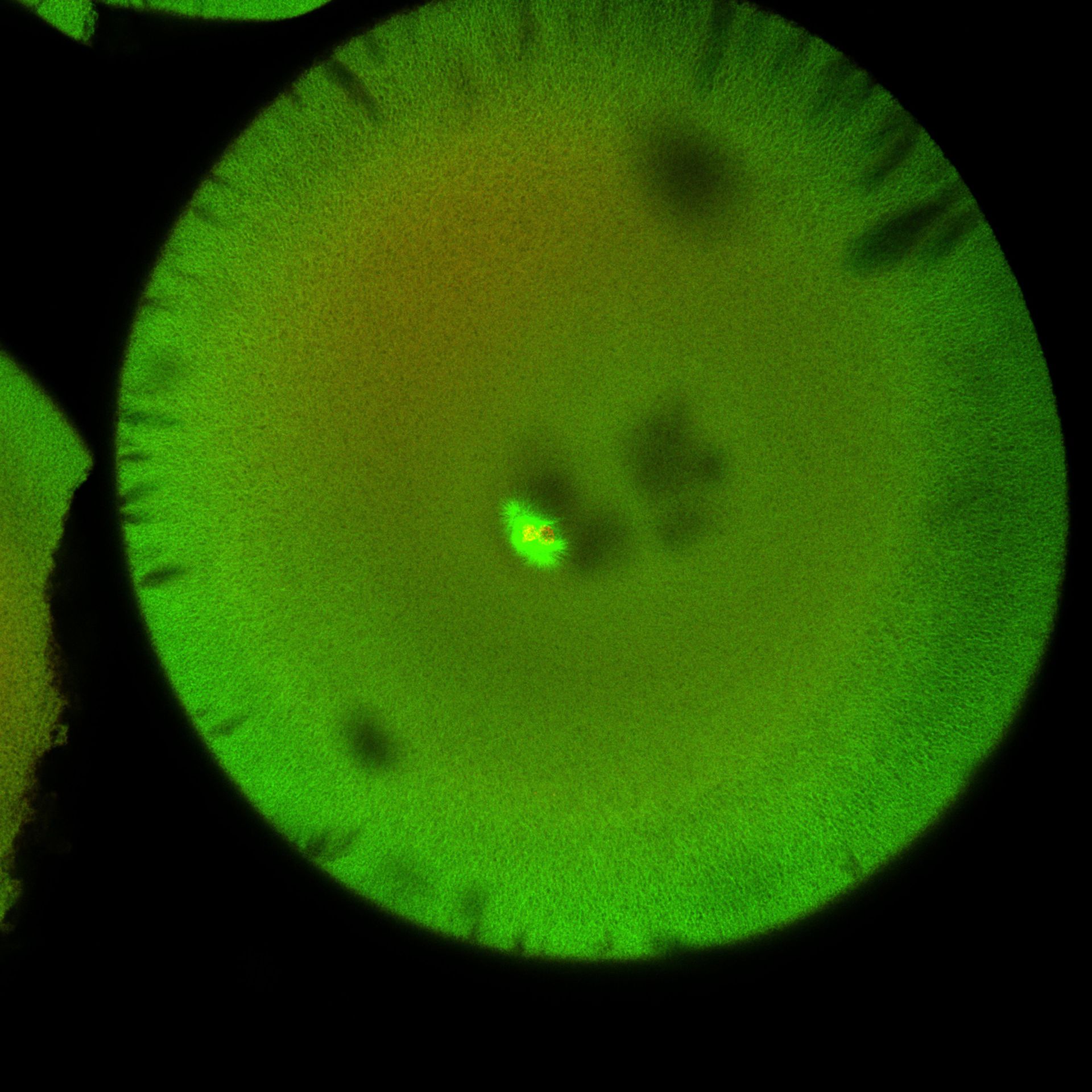Xenopus laevis (DNA) - CIL:36542