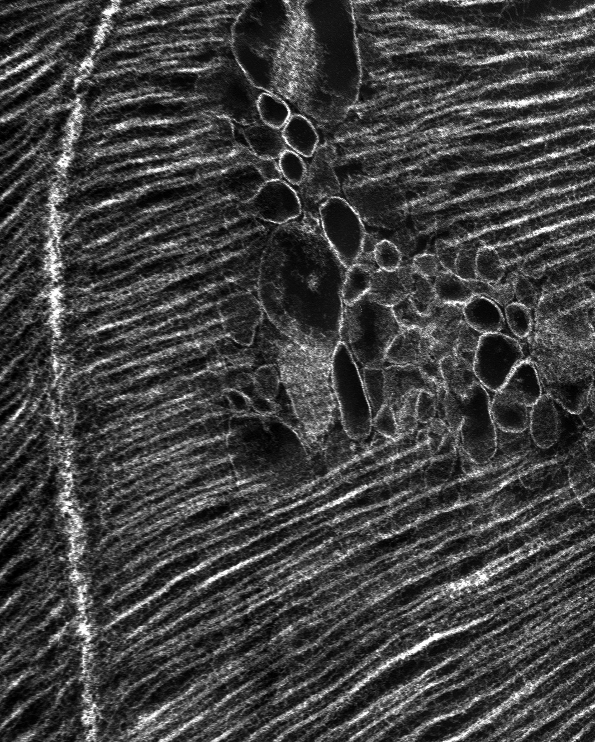 Damselfly (T-tubule) - CIL:37368